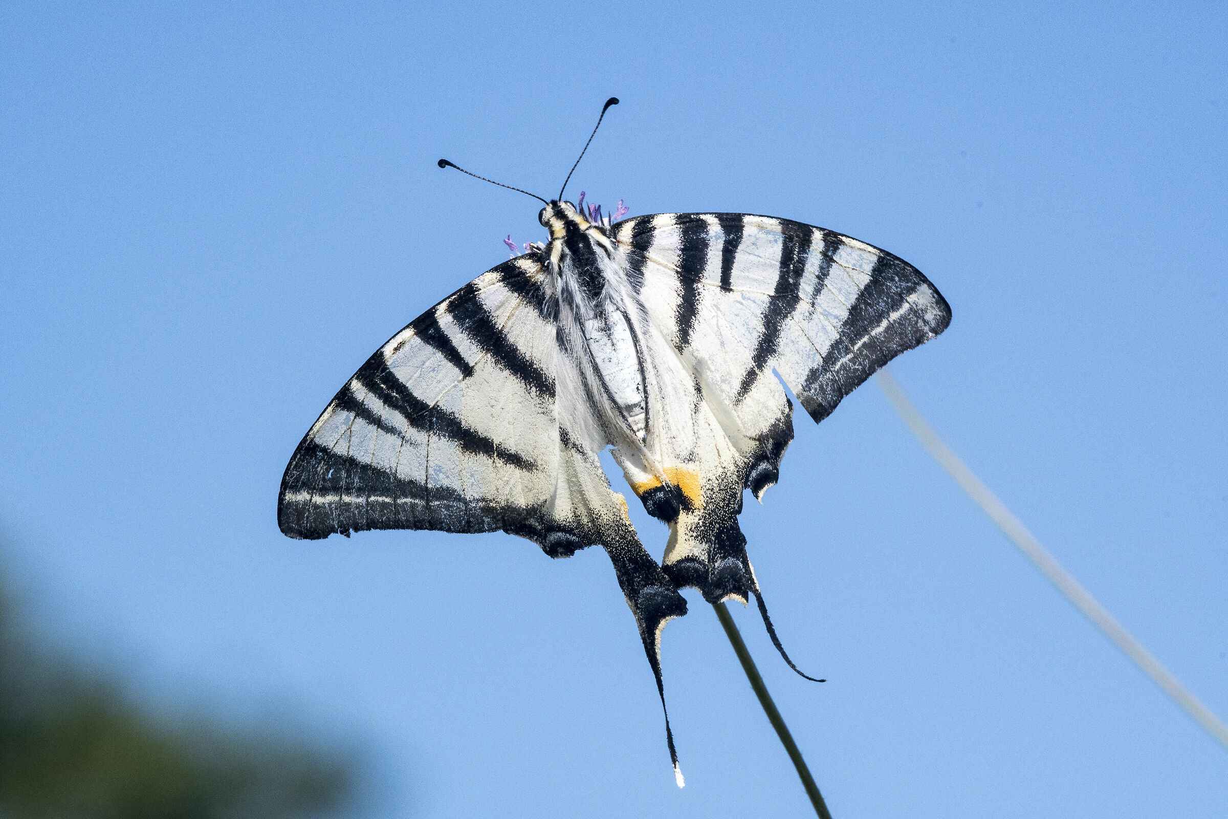 Podalirio (Iphiclides podalirius)