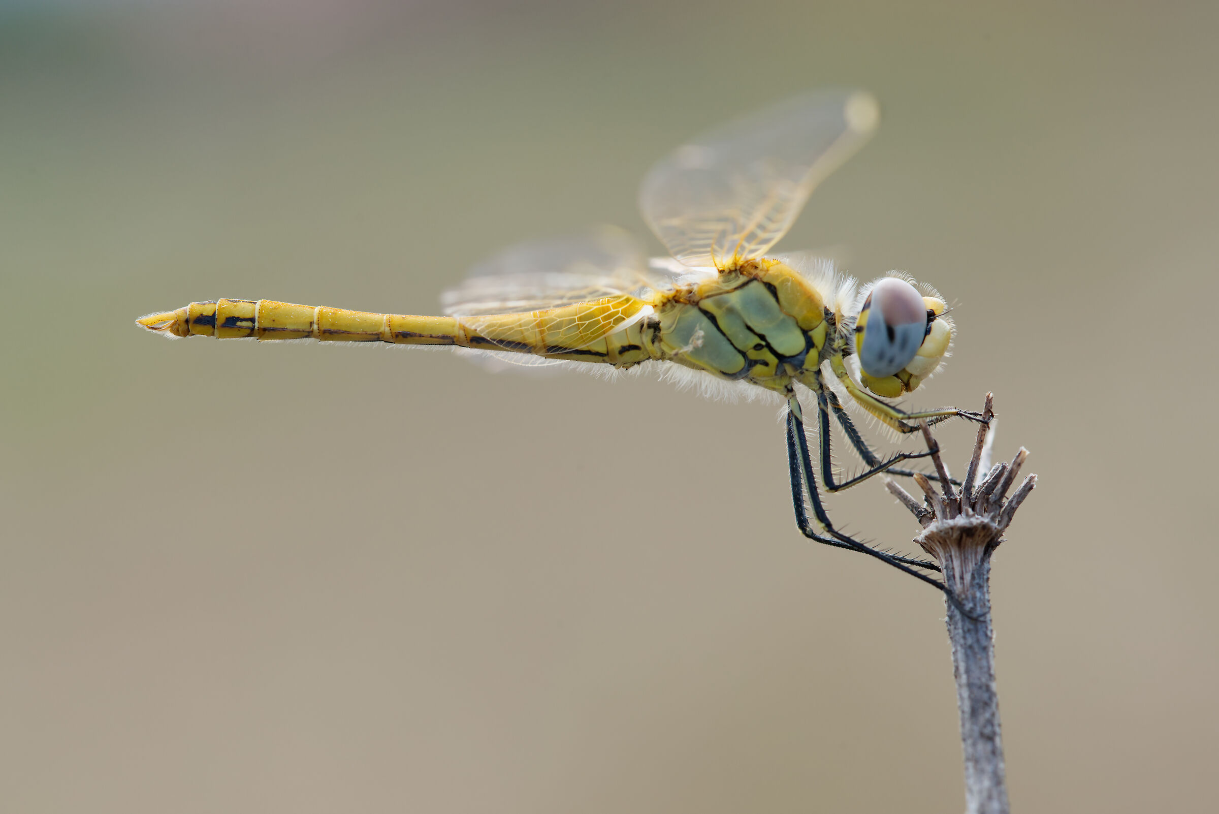 Sympetrum fonscolombii