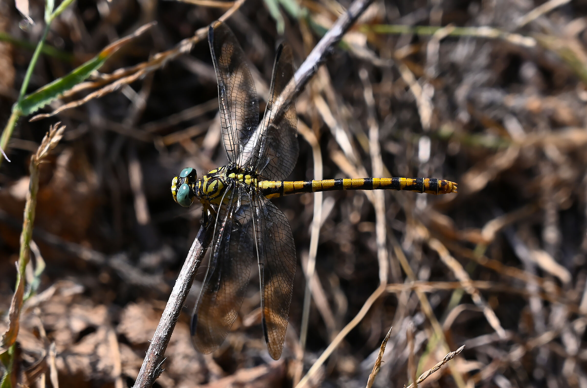Onychogomphus uncatus