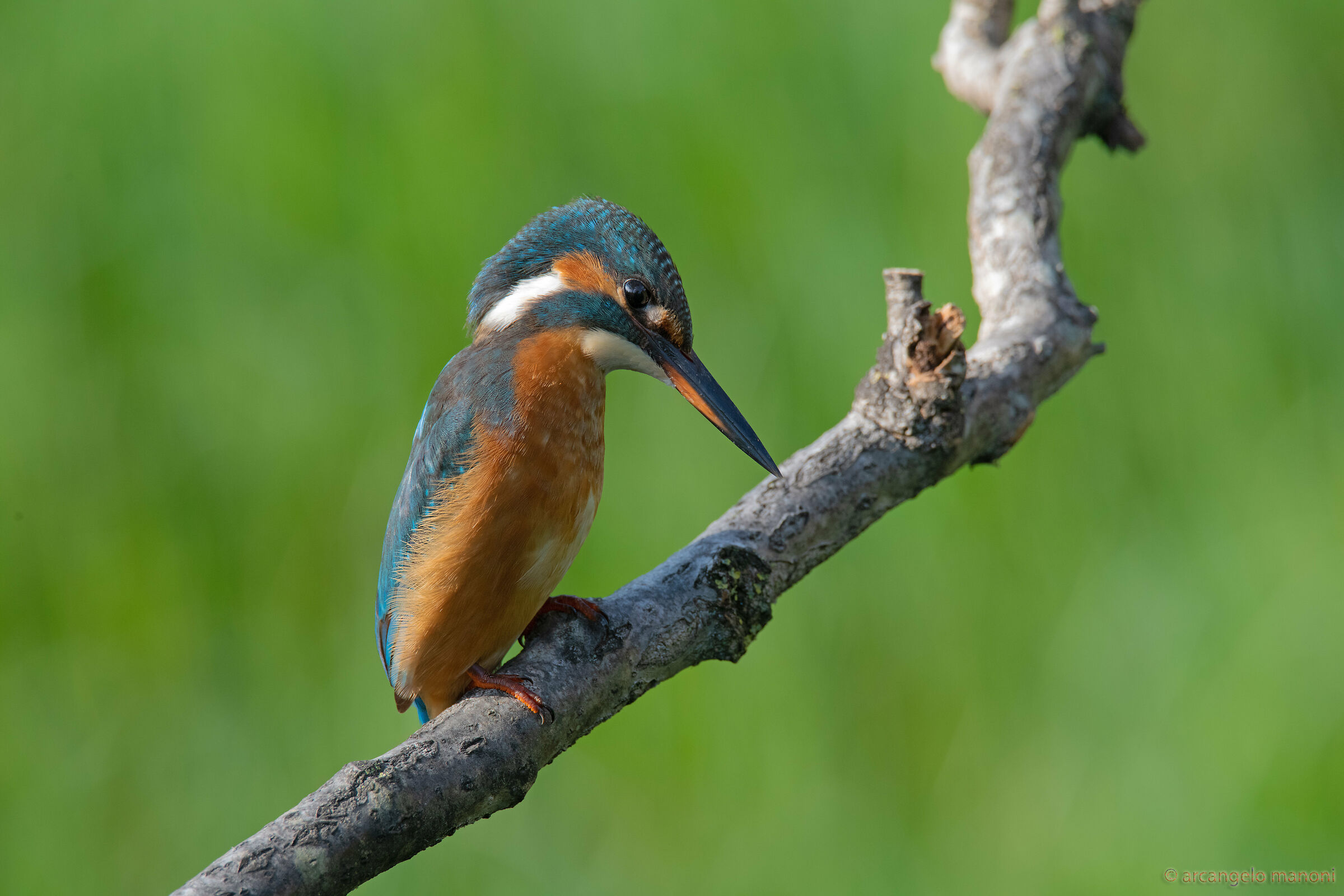 The martina that points