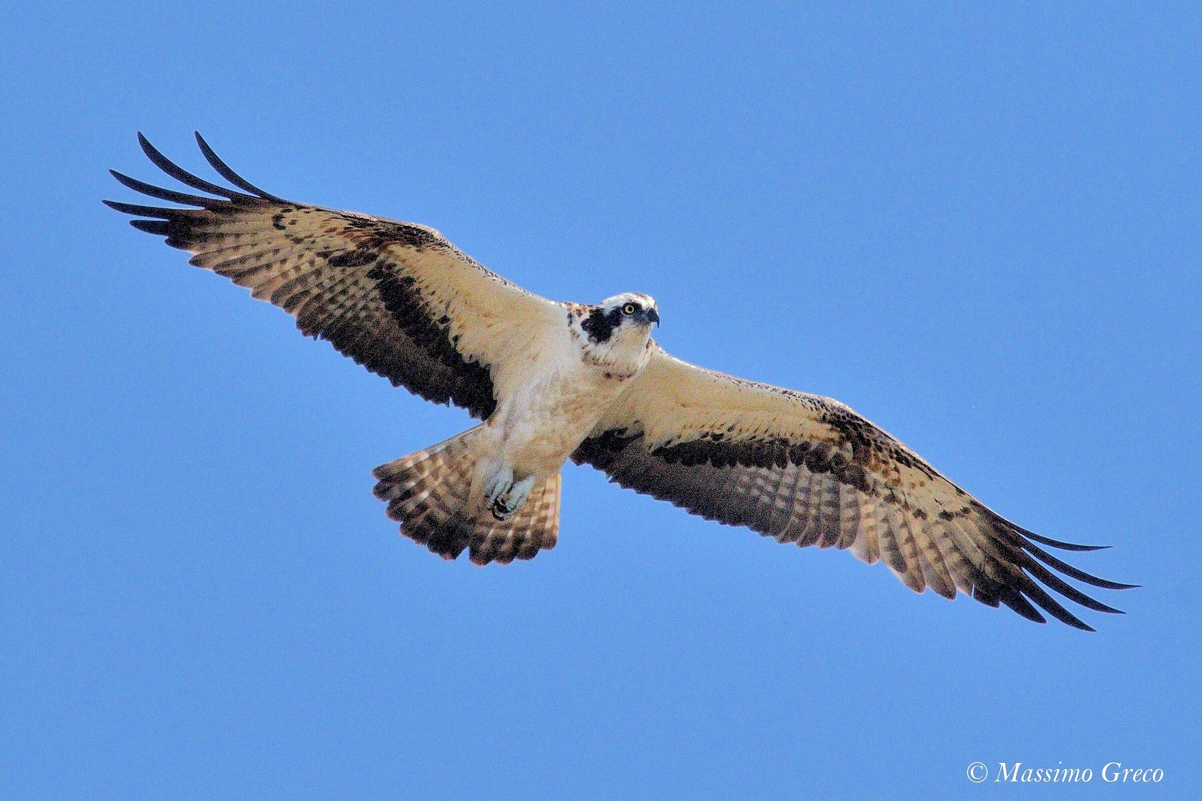 Osprey
