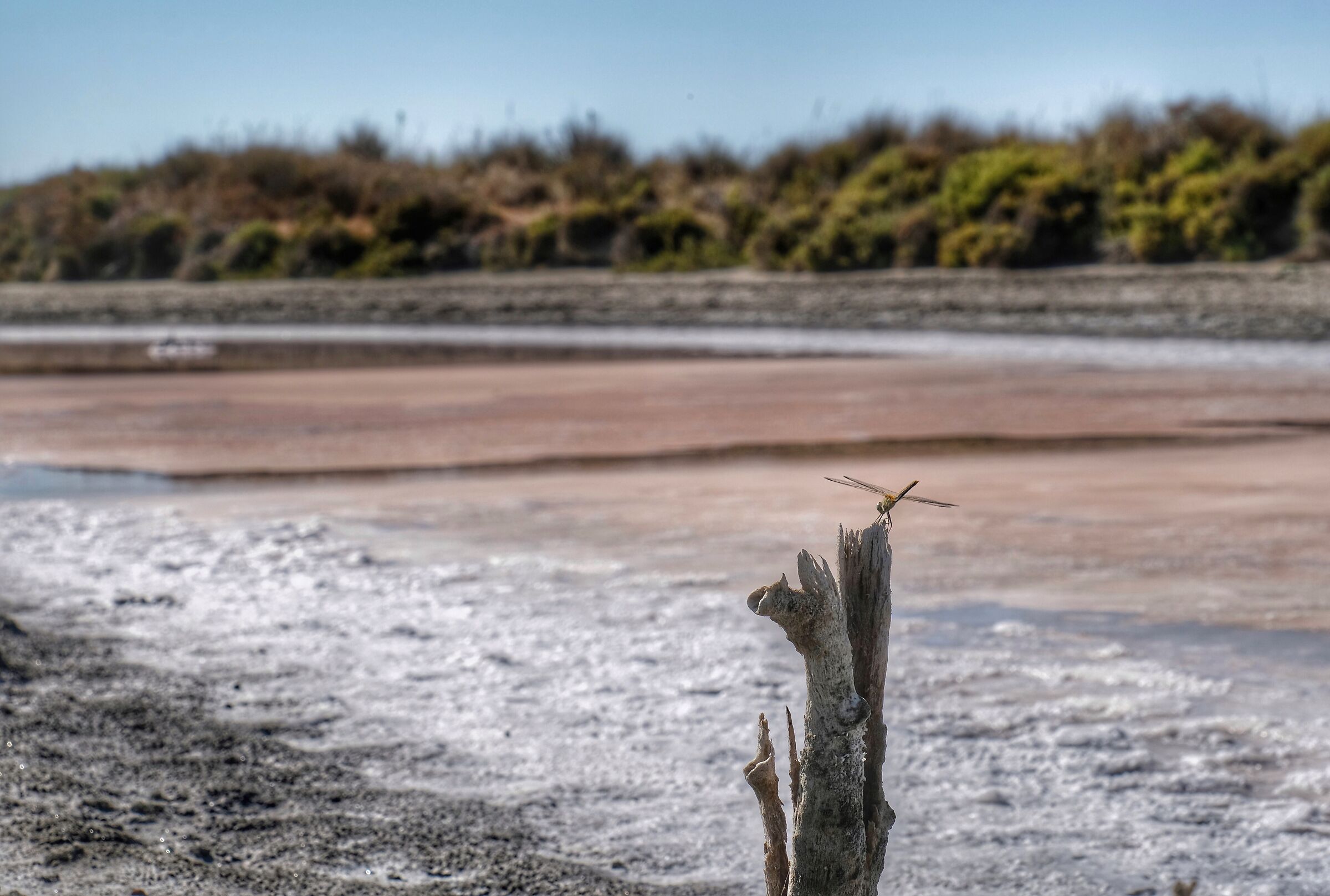 Abitante delle saline