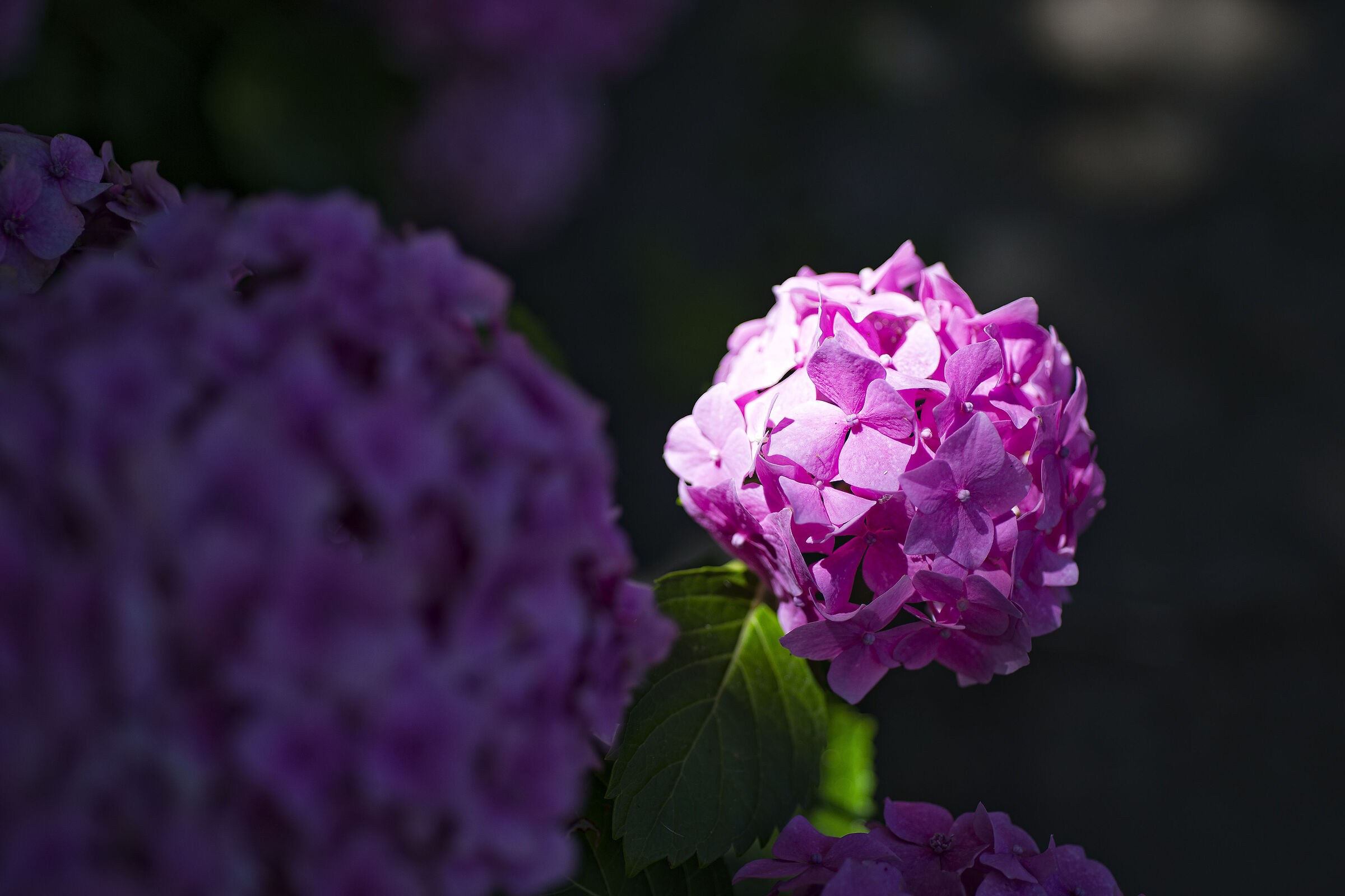 Hydrangea