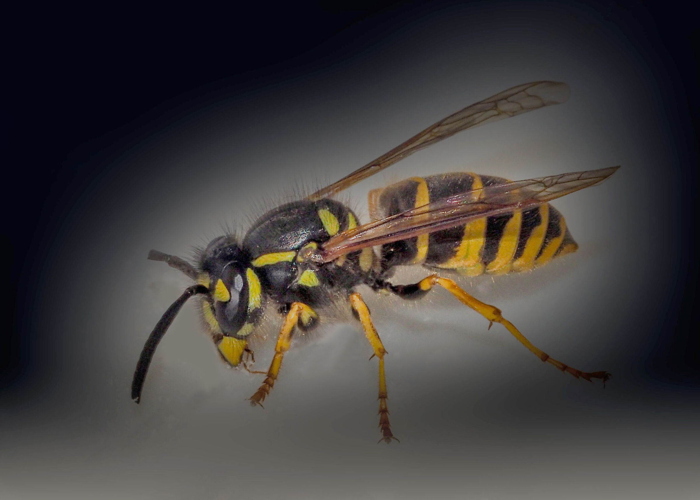 Vespa crabro