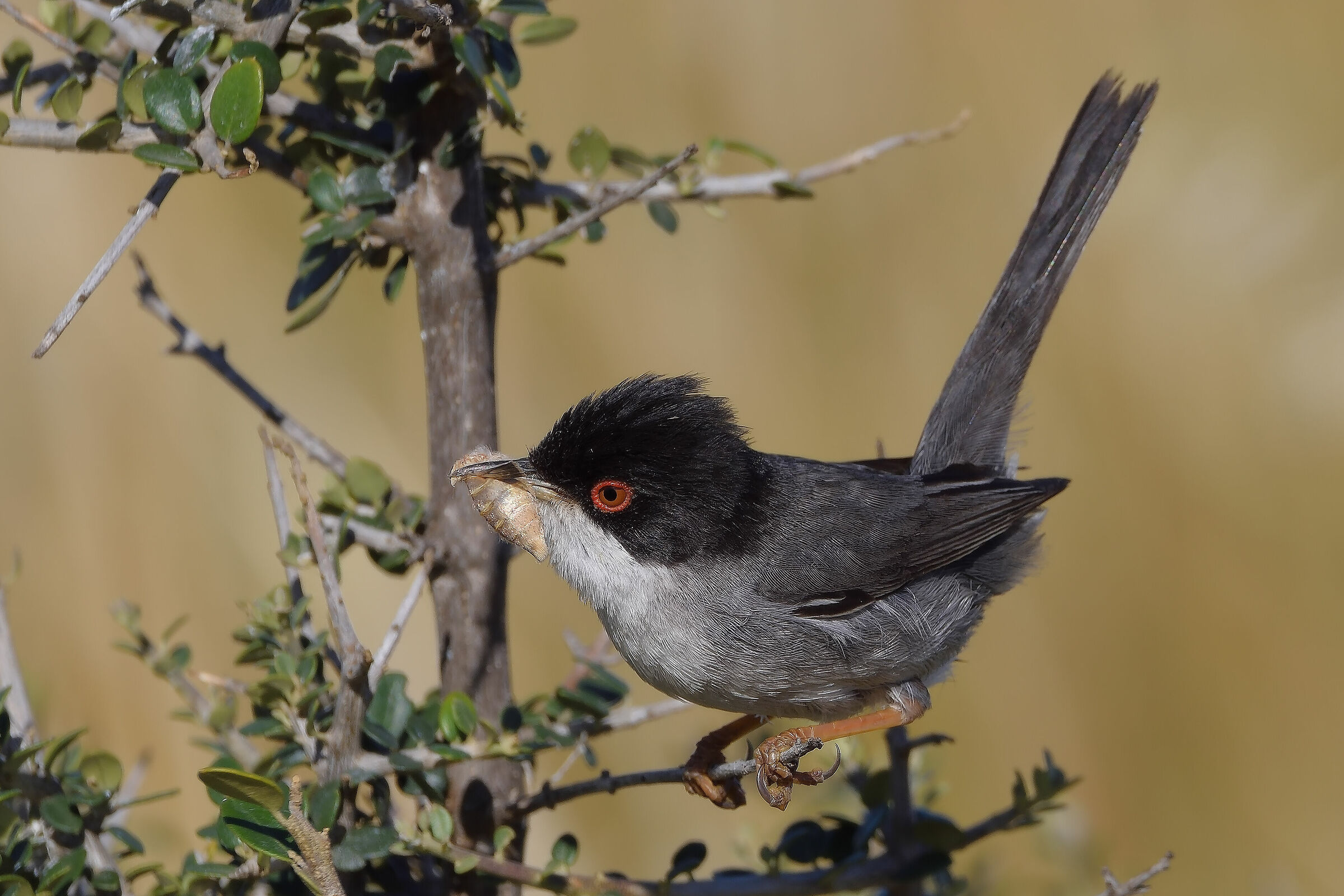 Occhiocotto con preda