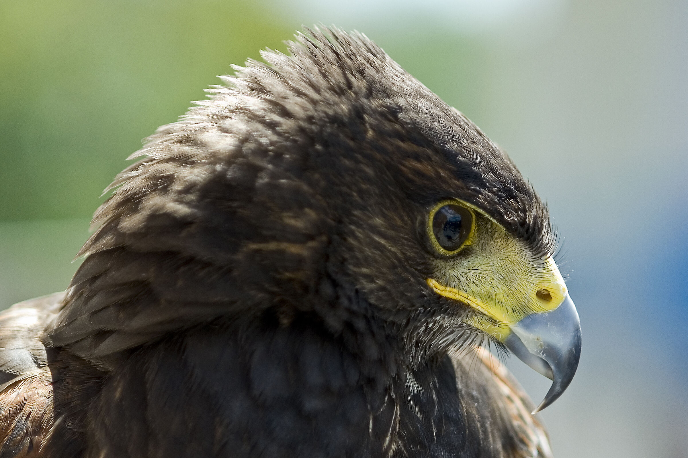 Portrait of Poiana