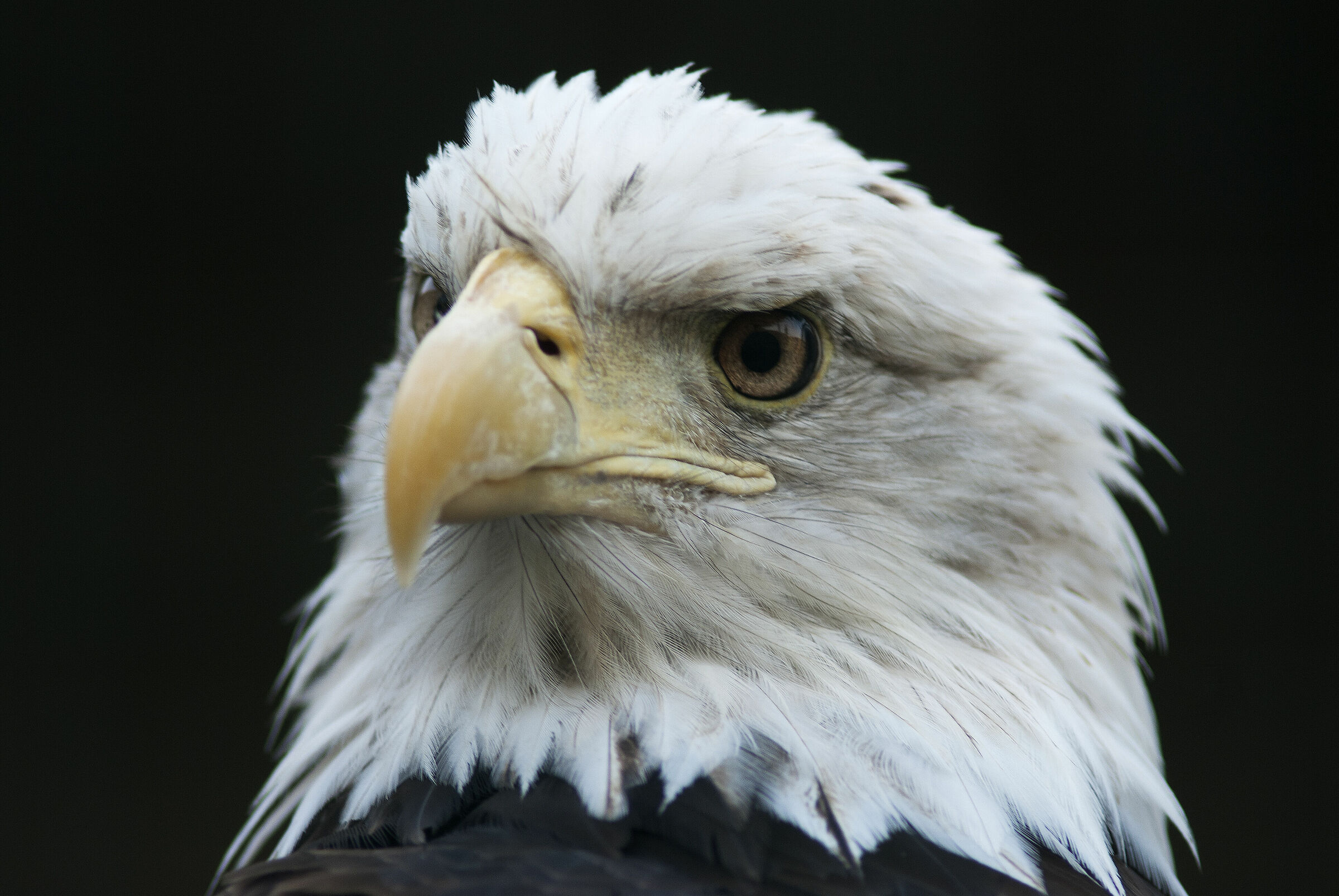 Aquila (Haliaeetus leucocephalus)