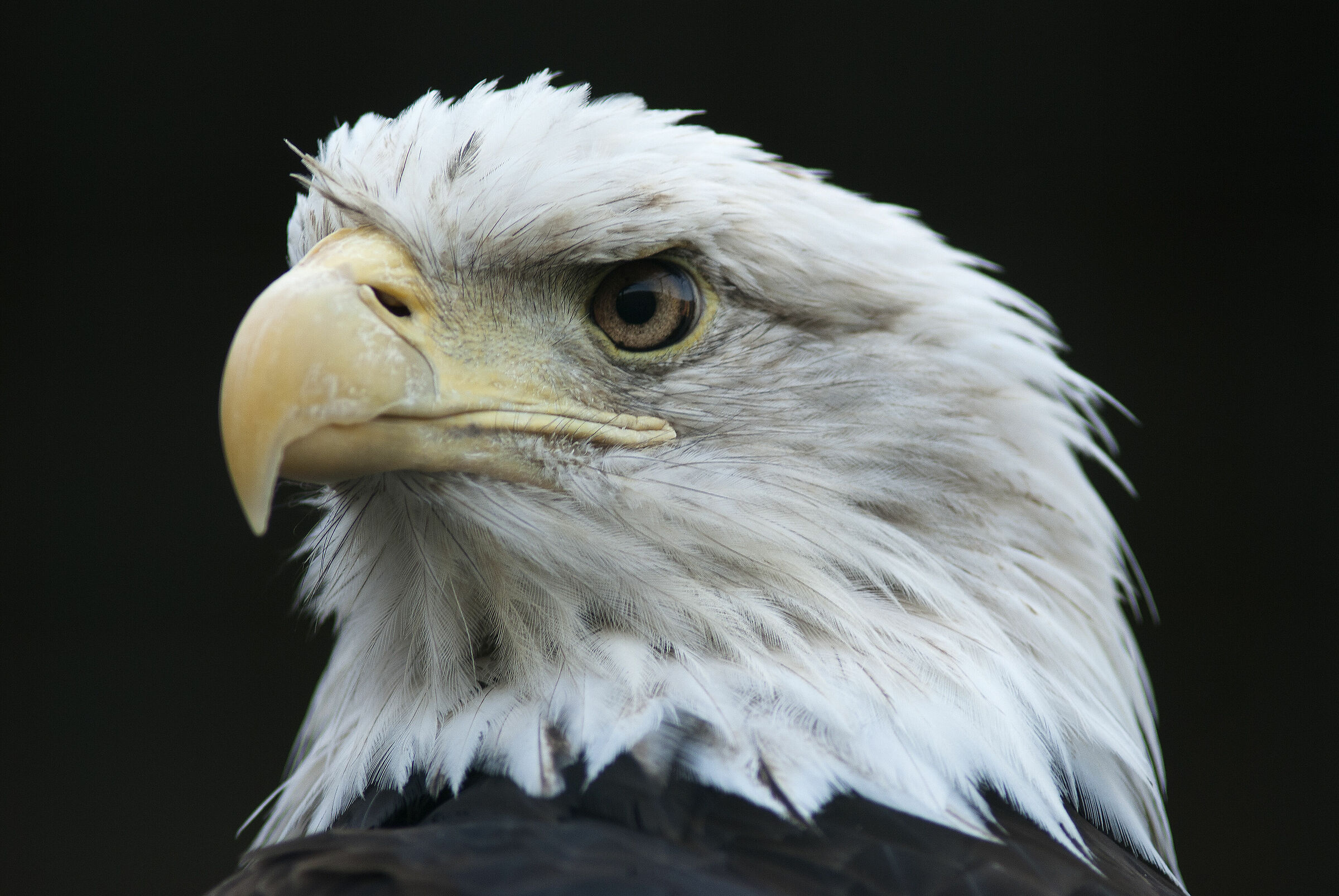 Aquila 2 (Haliaeetus leucocephalus)