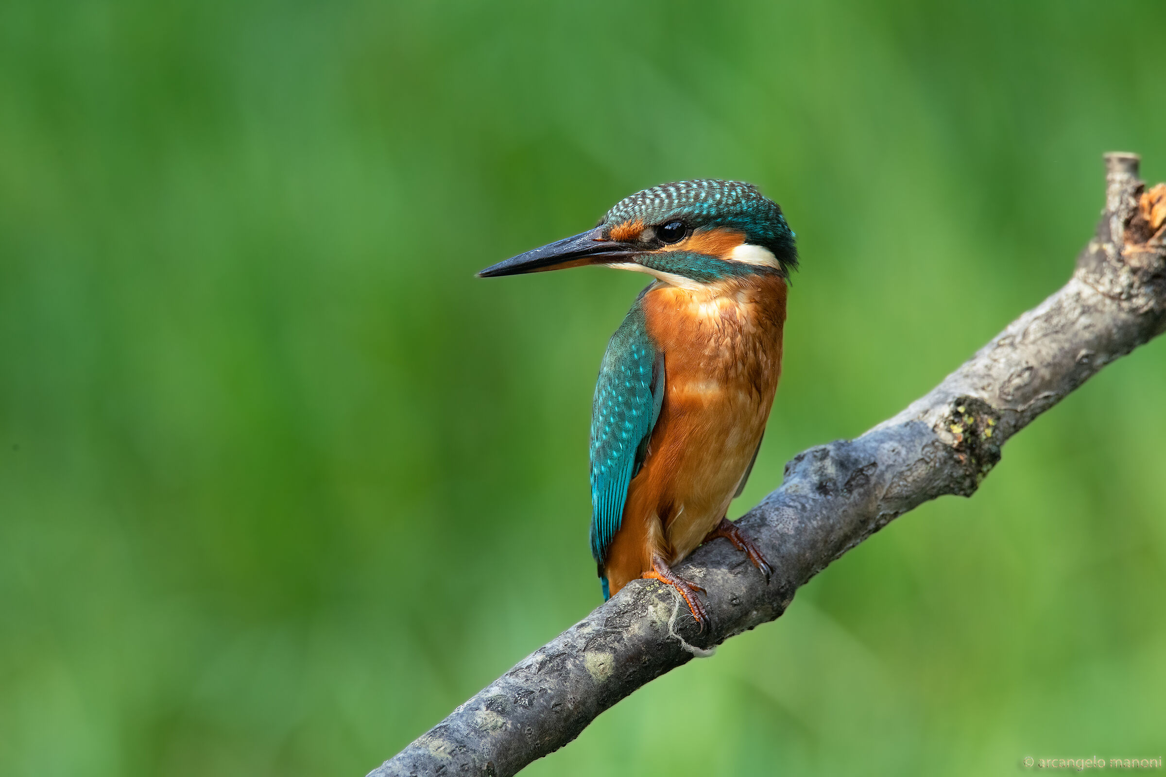 Want to lay some martina