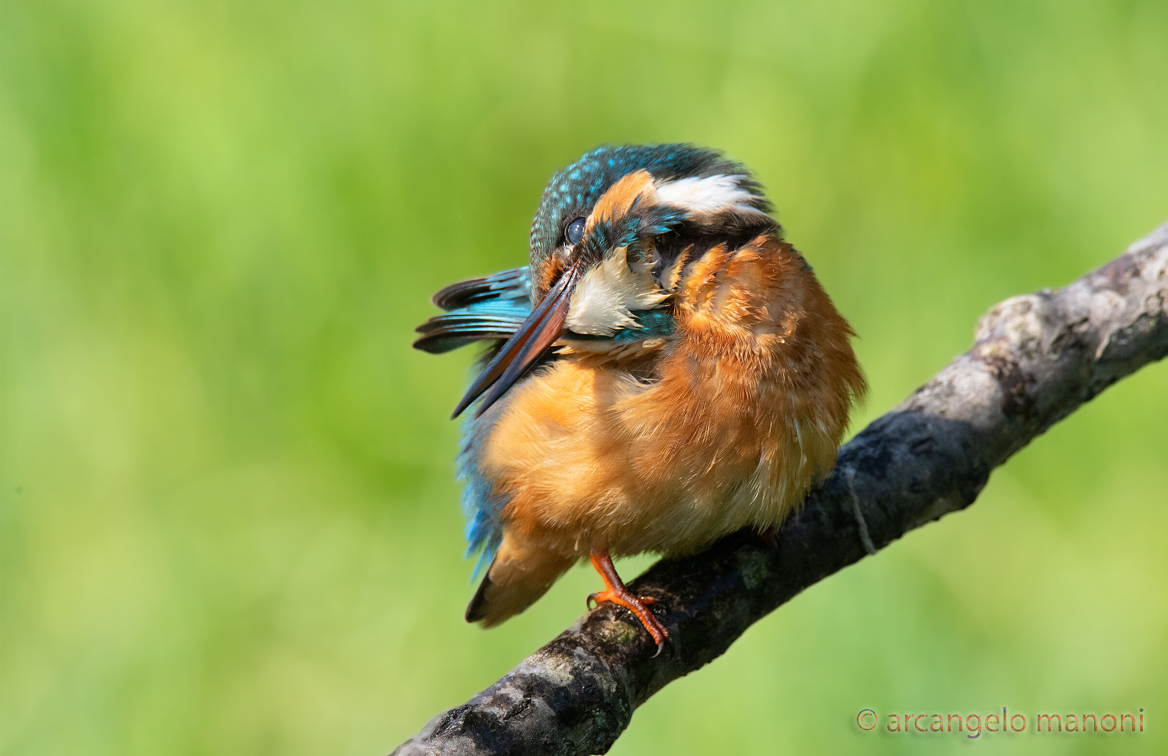 Martina in ''want of tenderness''