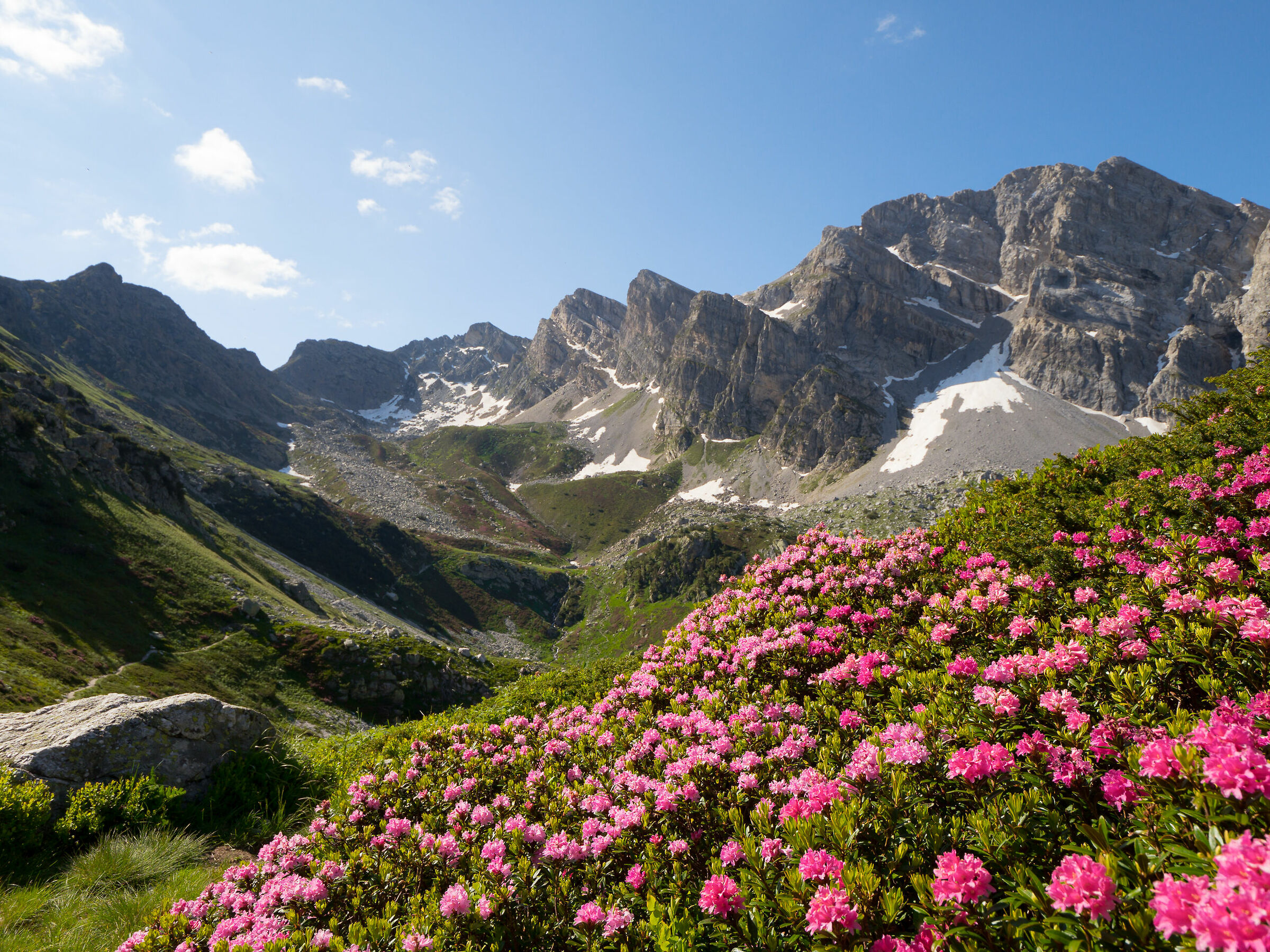 Rhododended bloom in Marguareis