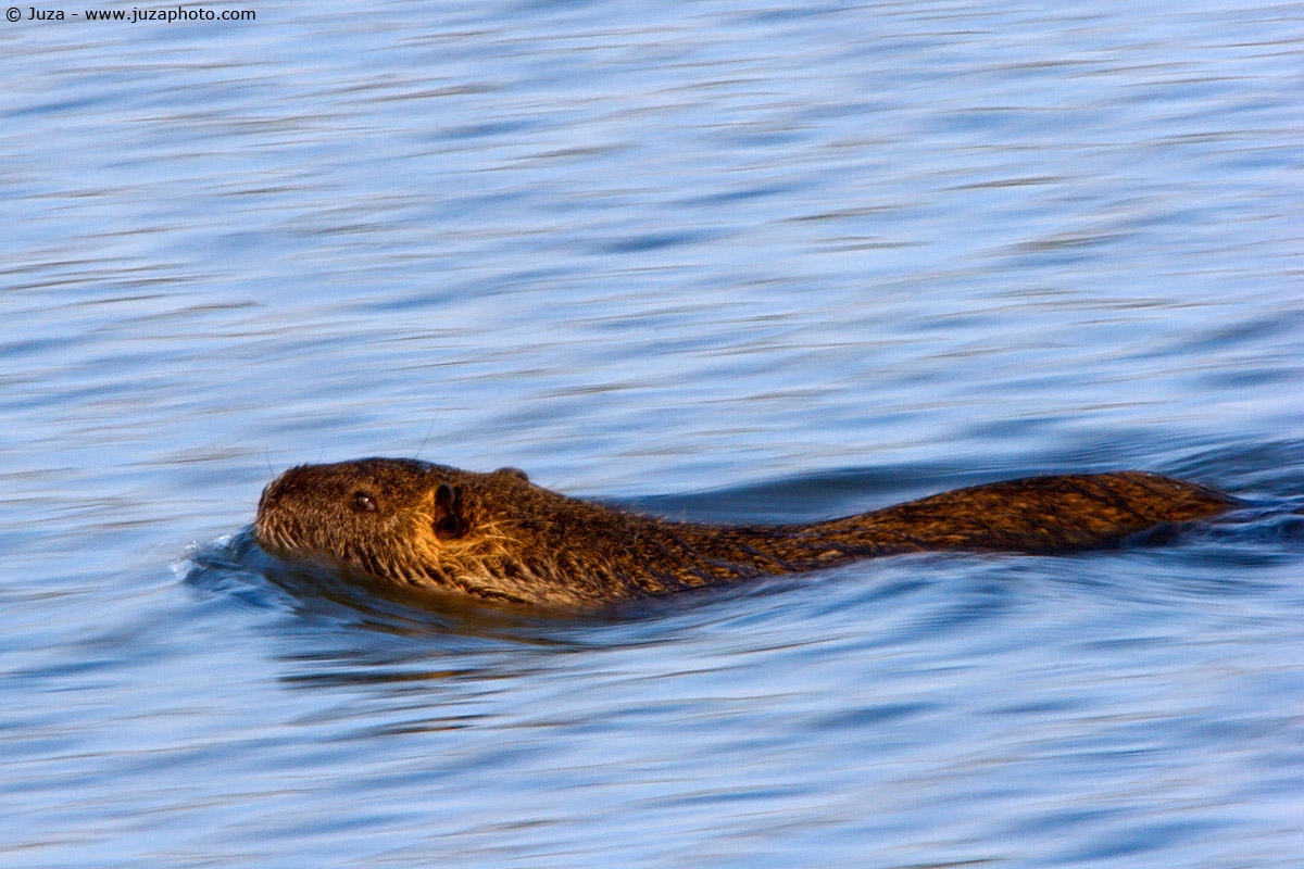 Myocastor coypus (Nutria), 004044