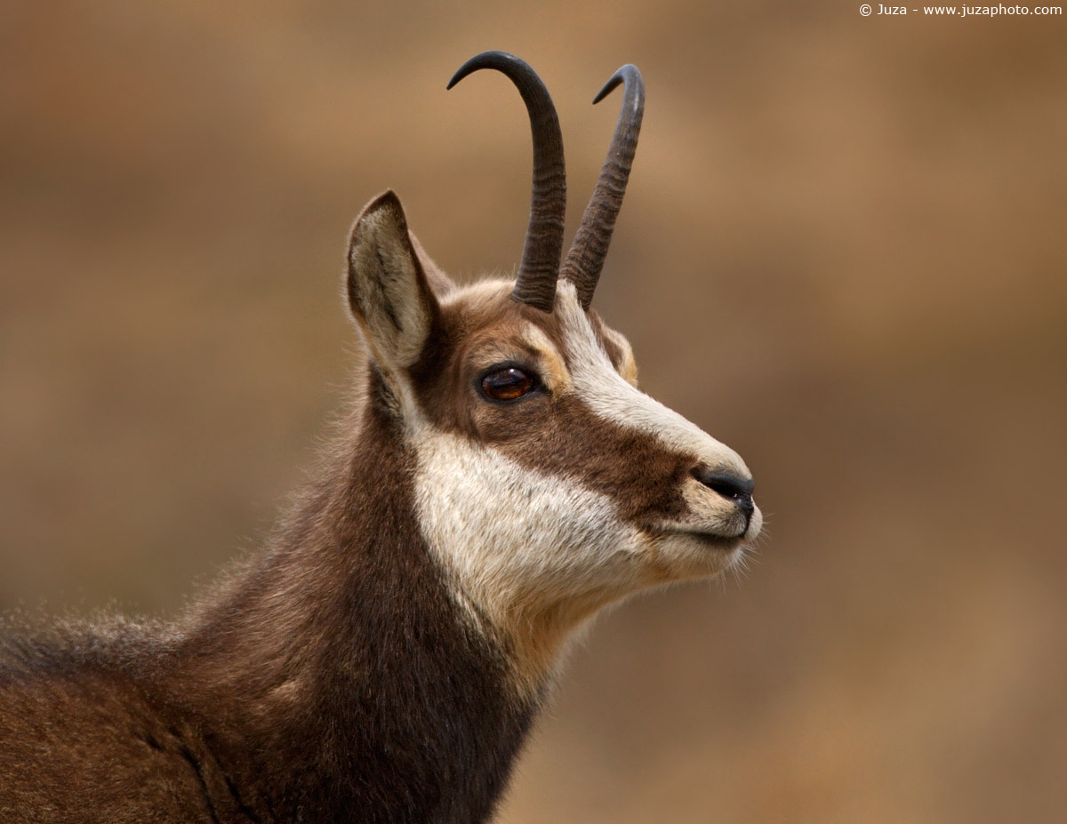 Rupicapra rupicapra (Camoscio), 004716