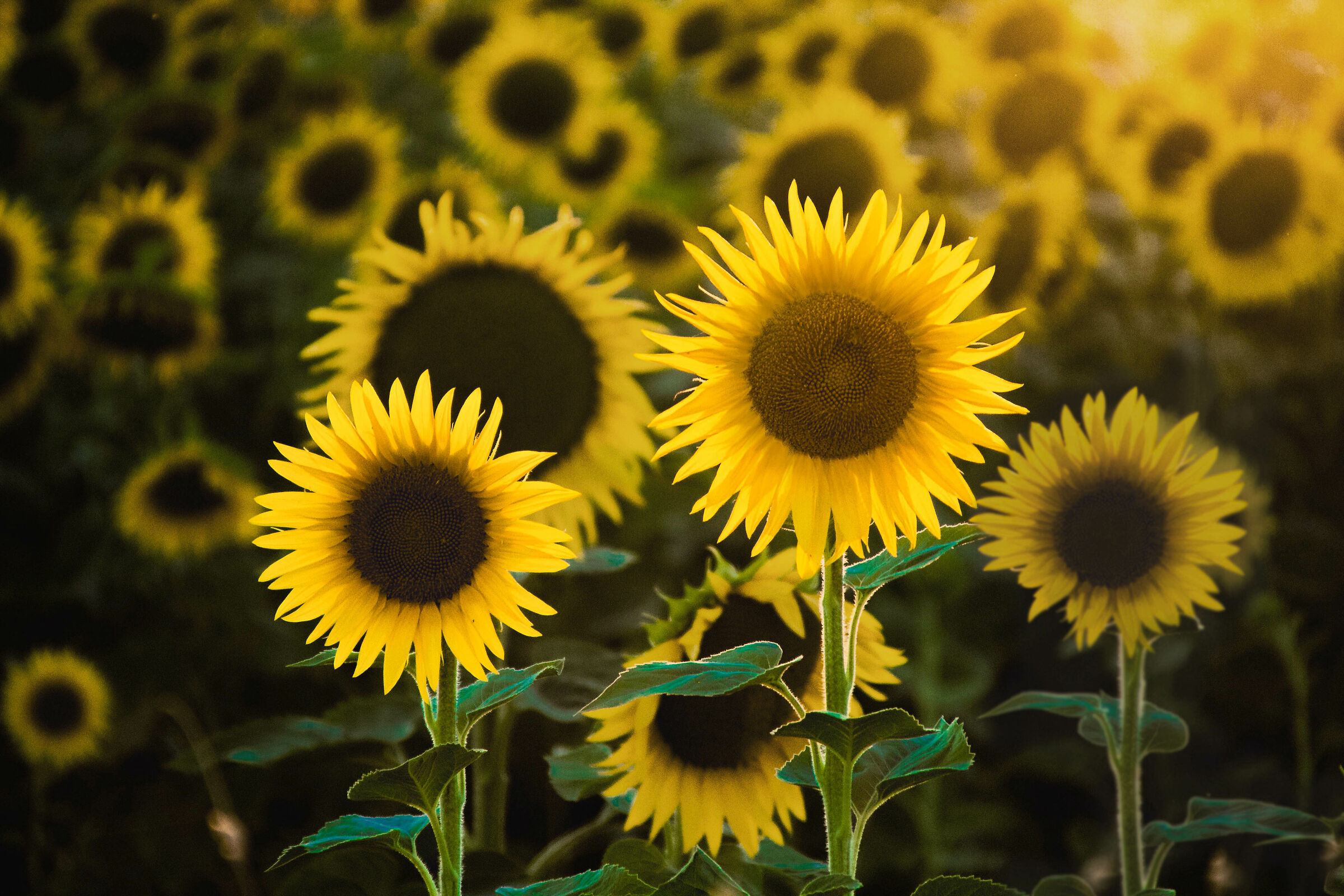 Sunflower