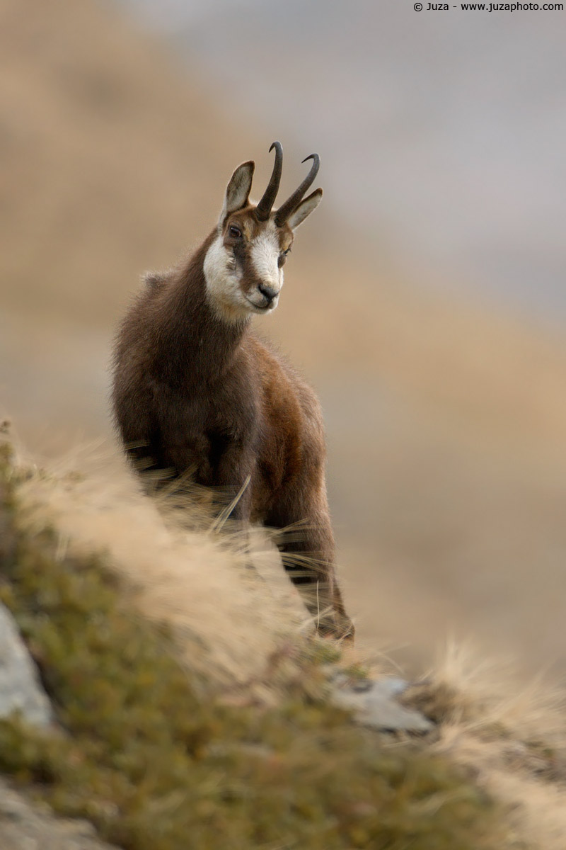 Rupicapra rupicapra (Camoscio), 004721