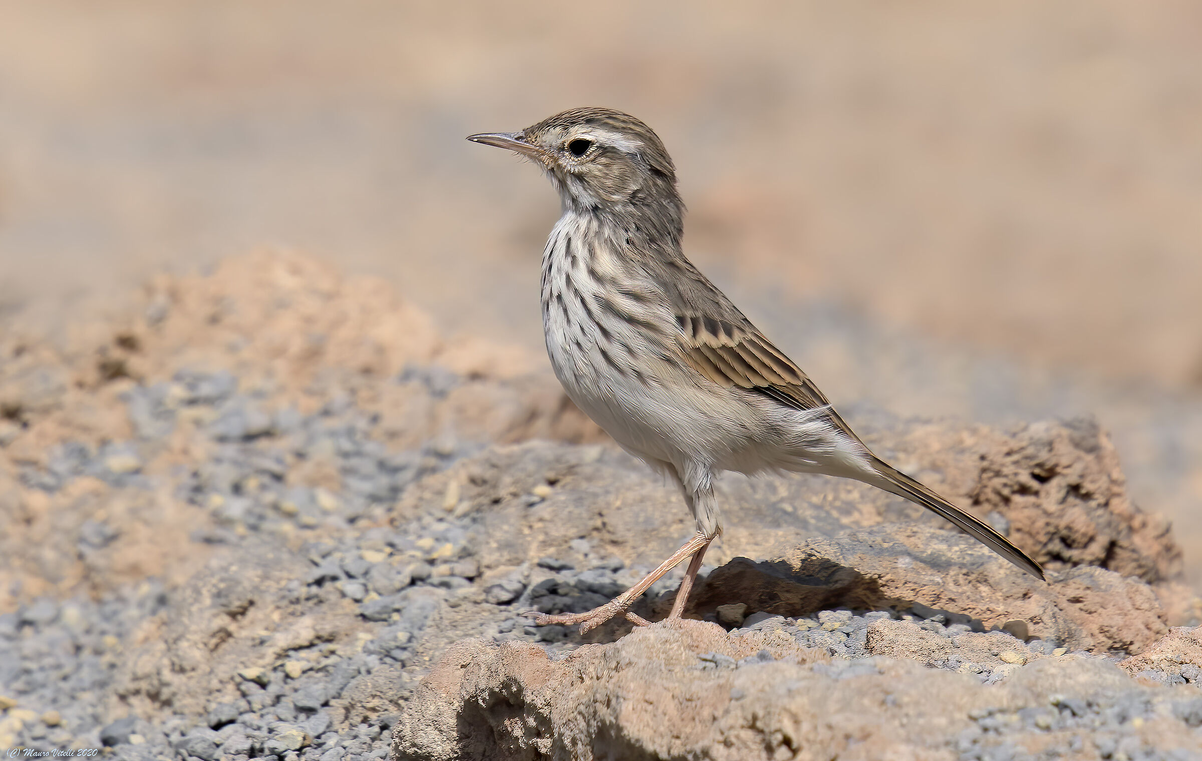 Berthelot's Pispola (Nthus berthelotii)