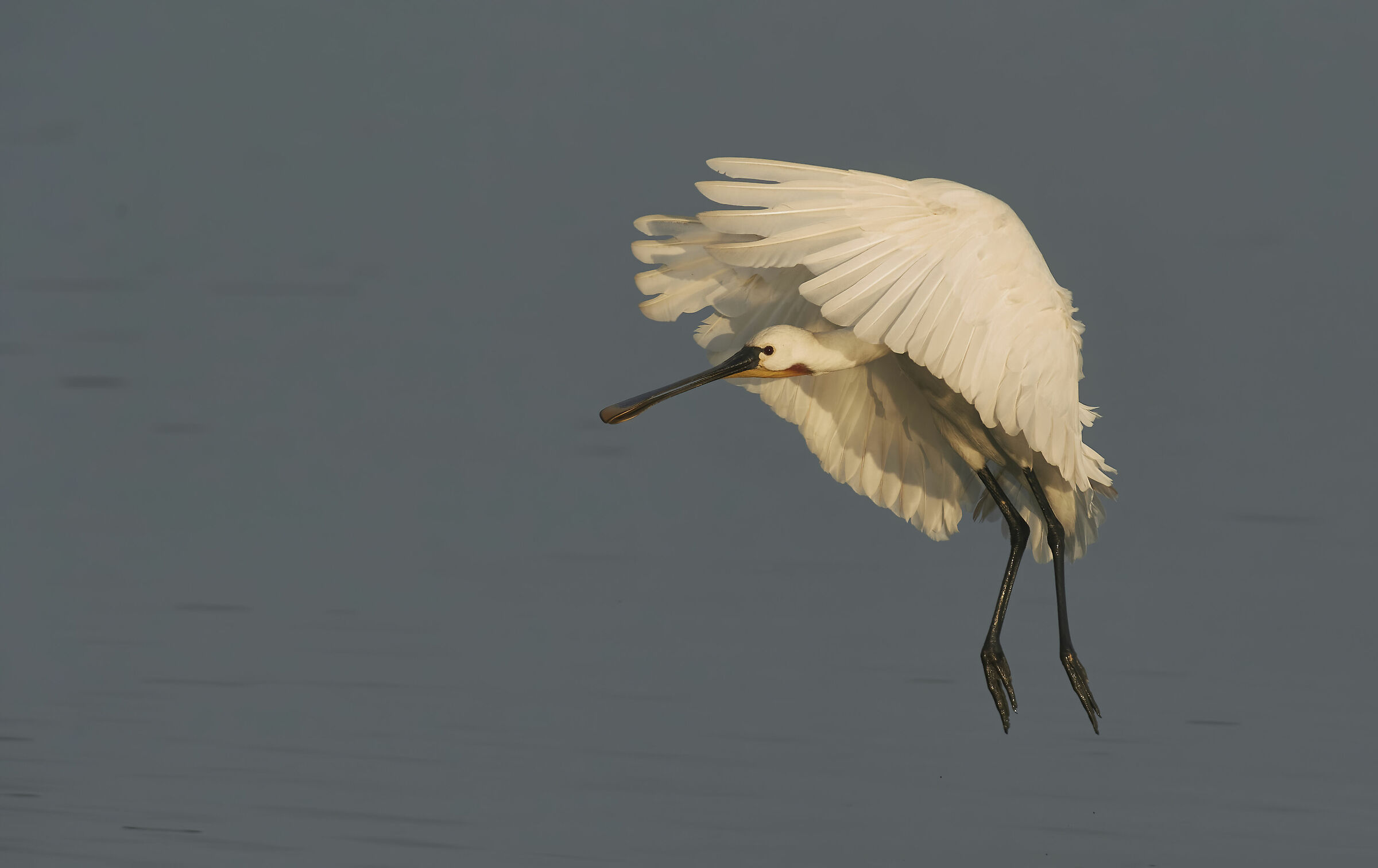 Spoonbill early morning landing