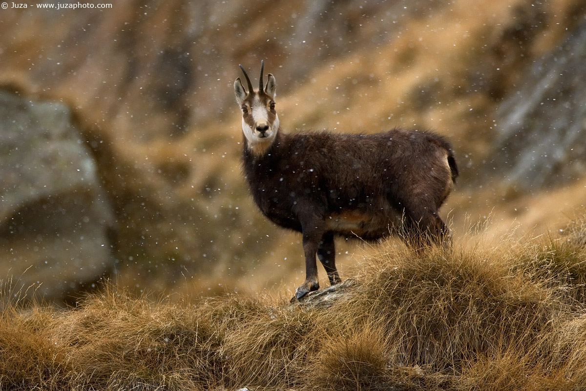 Rupicapra rupicapra (Camoscio), 004732