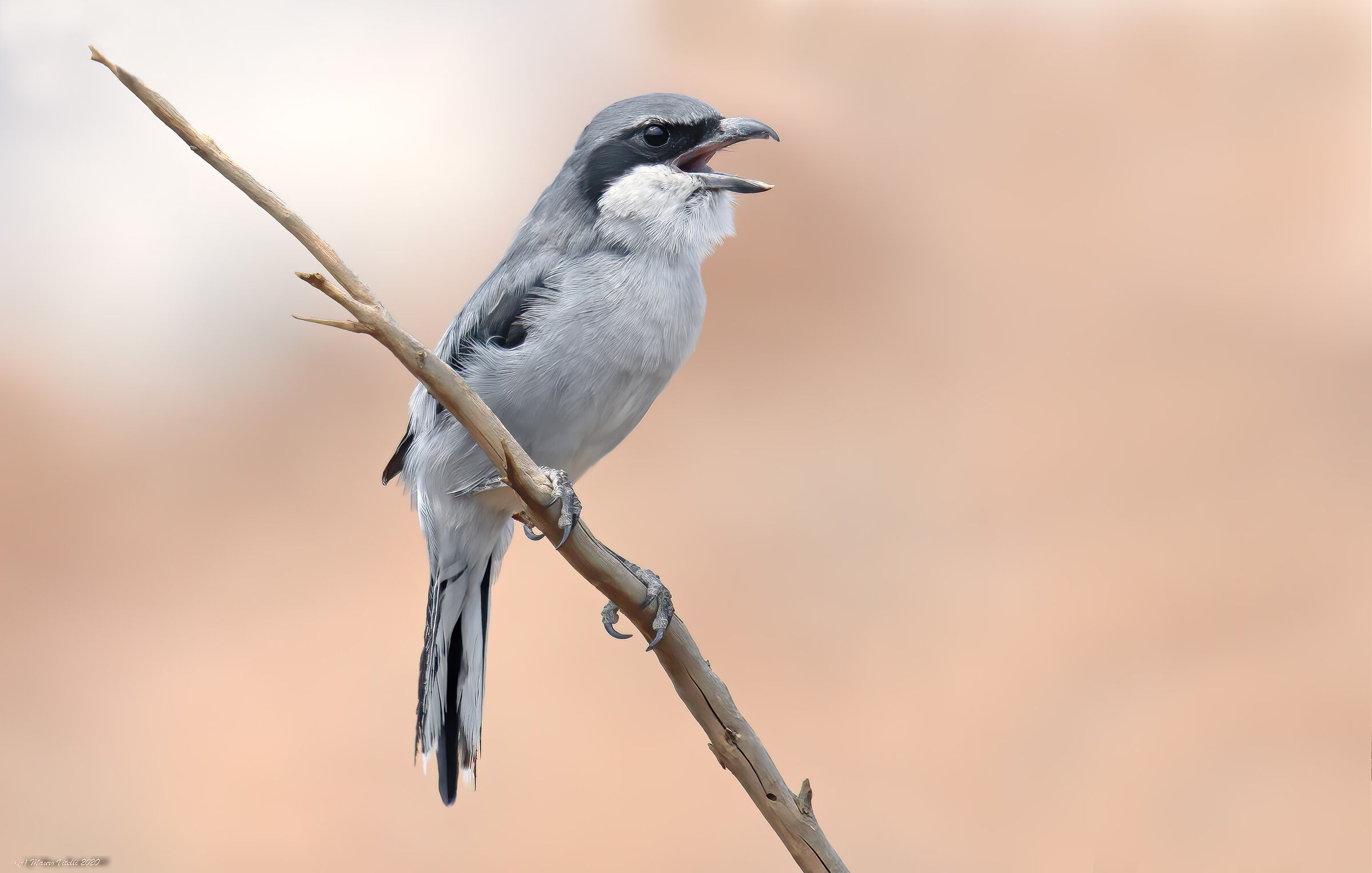 Having Major (Lanius excubitor) Koenigi (Canary)