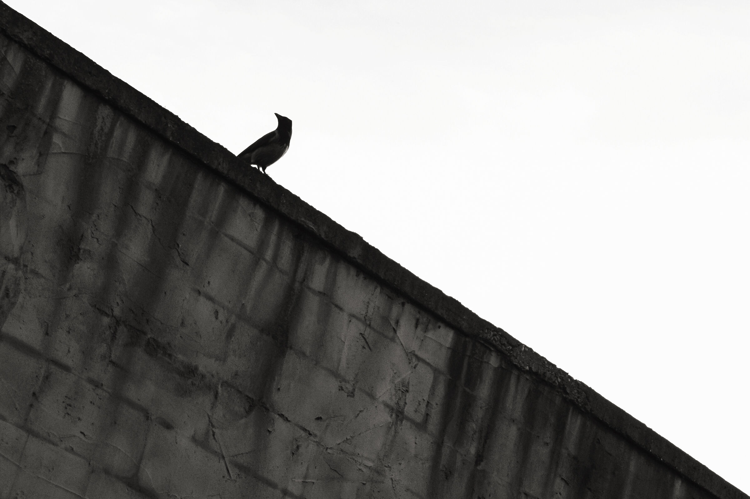 Cornacchia, Garbatella, Roma 2020