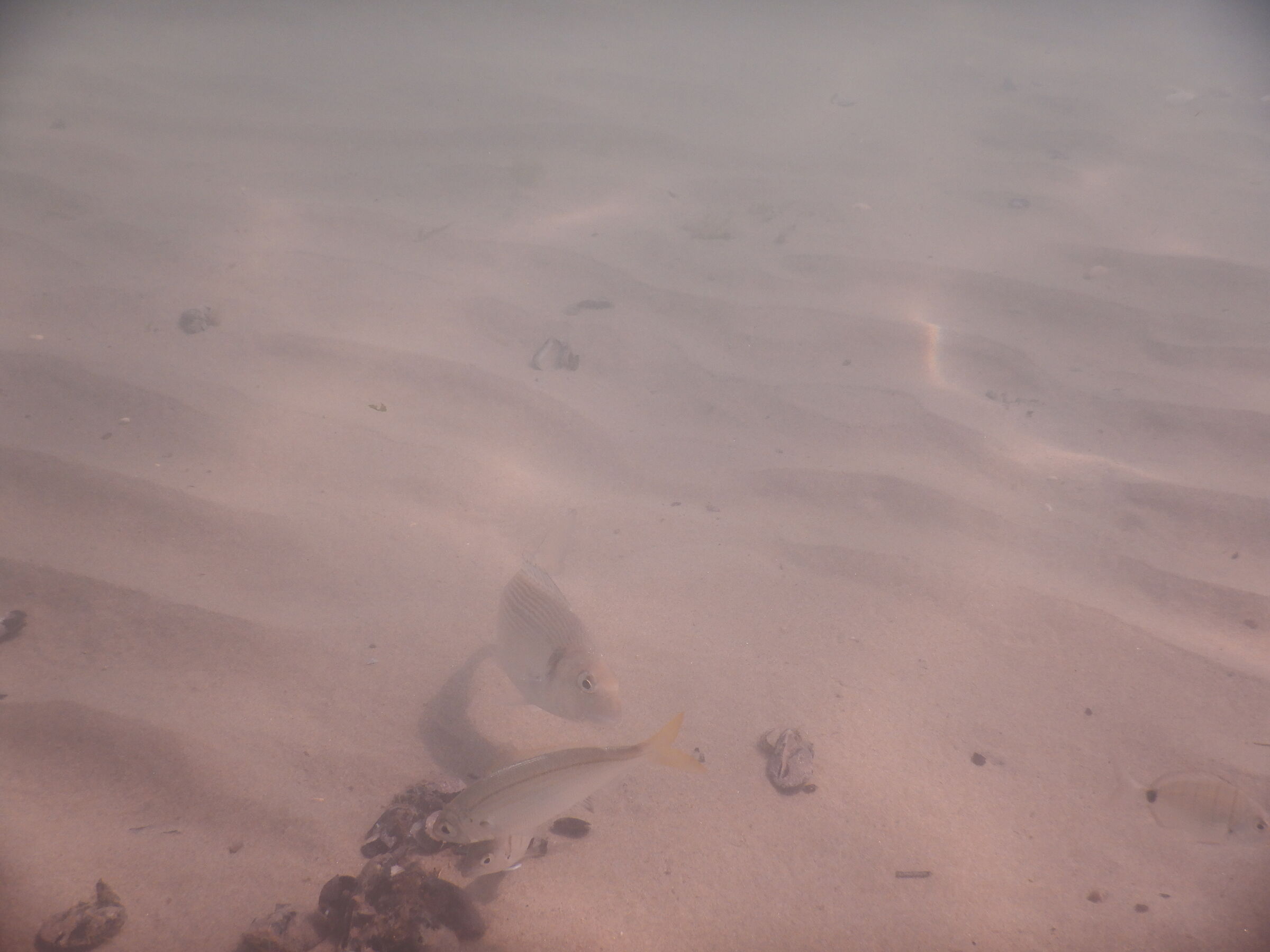 Pinna gialla sei mio