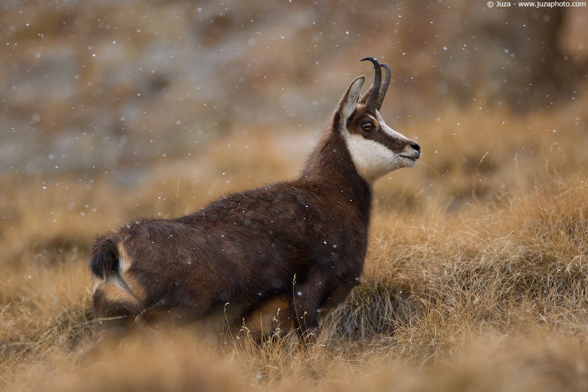 Rupicapra rupicapra (Camoscio), 004735