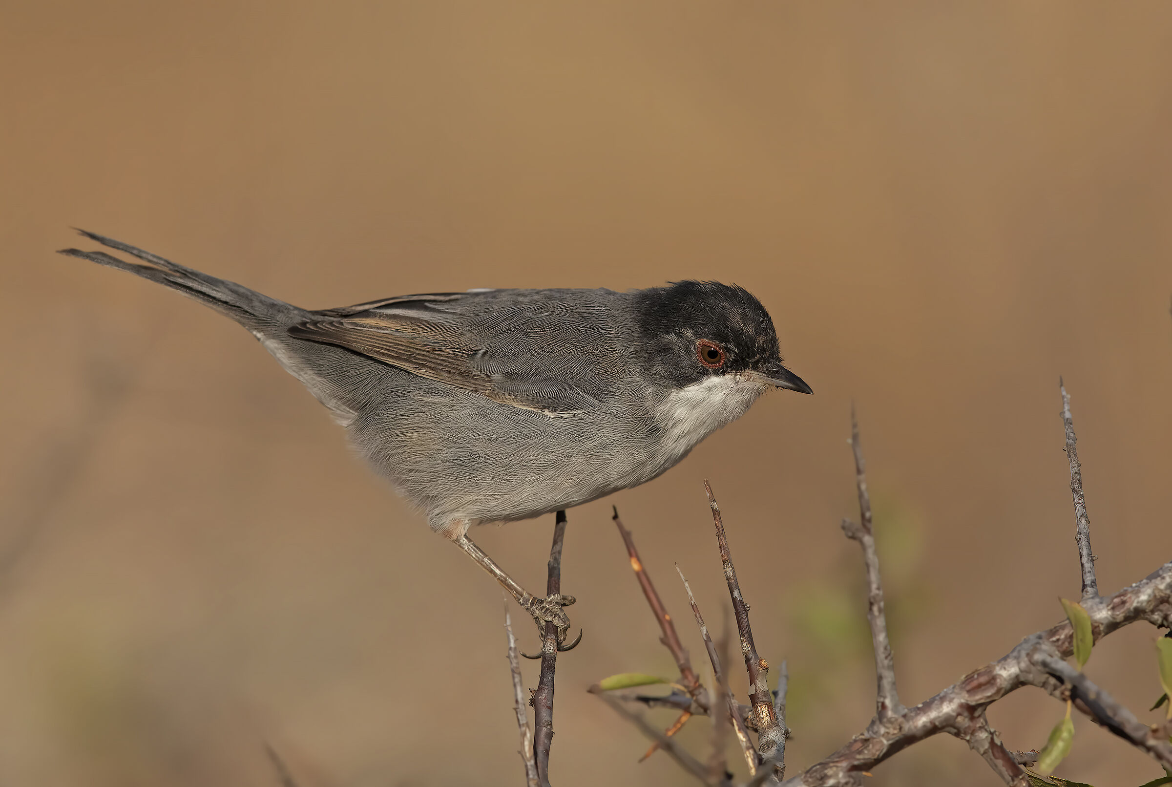 occhiocotto. maschietto