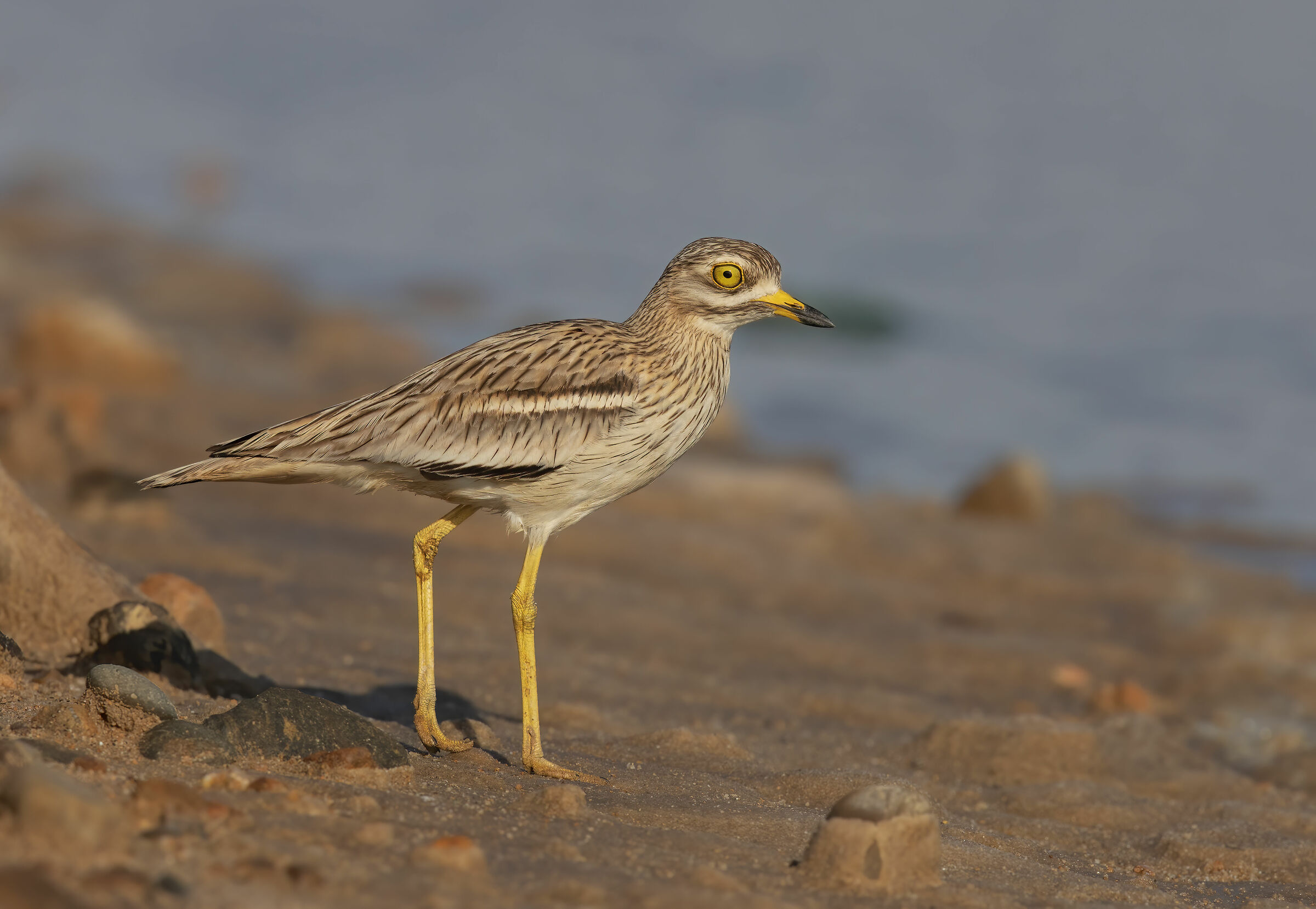 occhione (burhinus oedicnemus)
