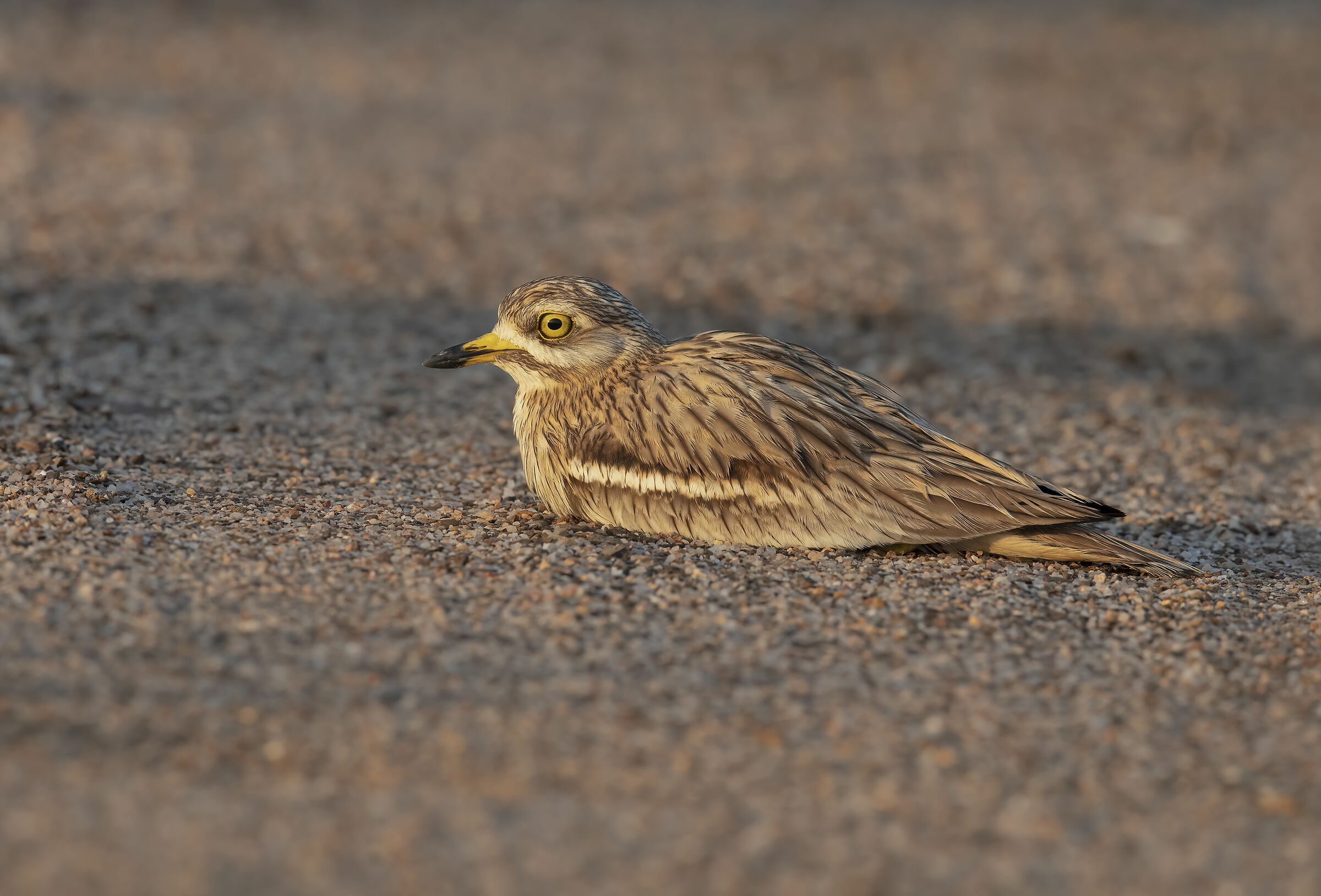 occhione (burhinus oedicnemus)