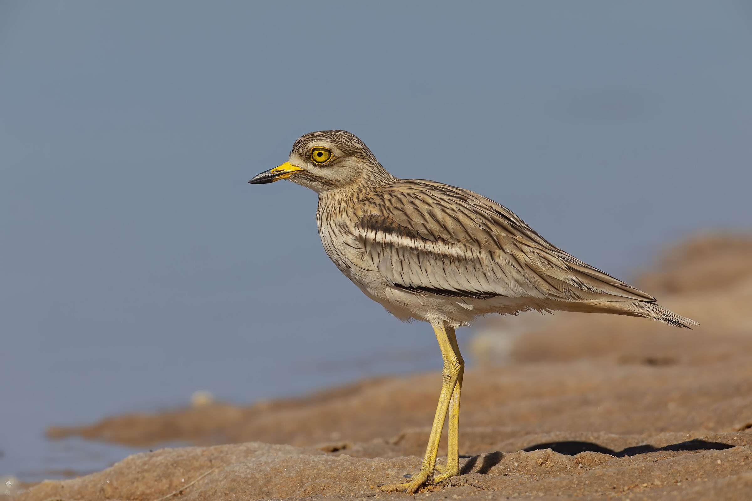 blind (burhinus oedicnemus)