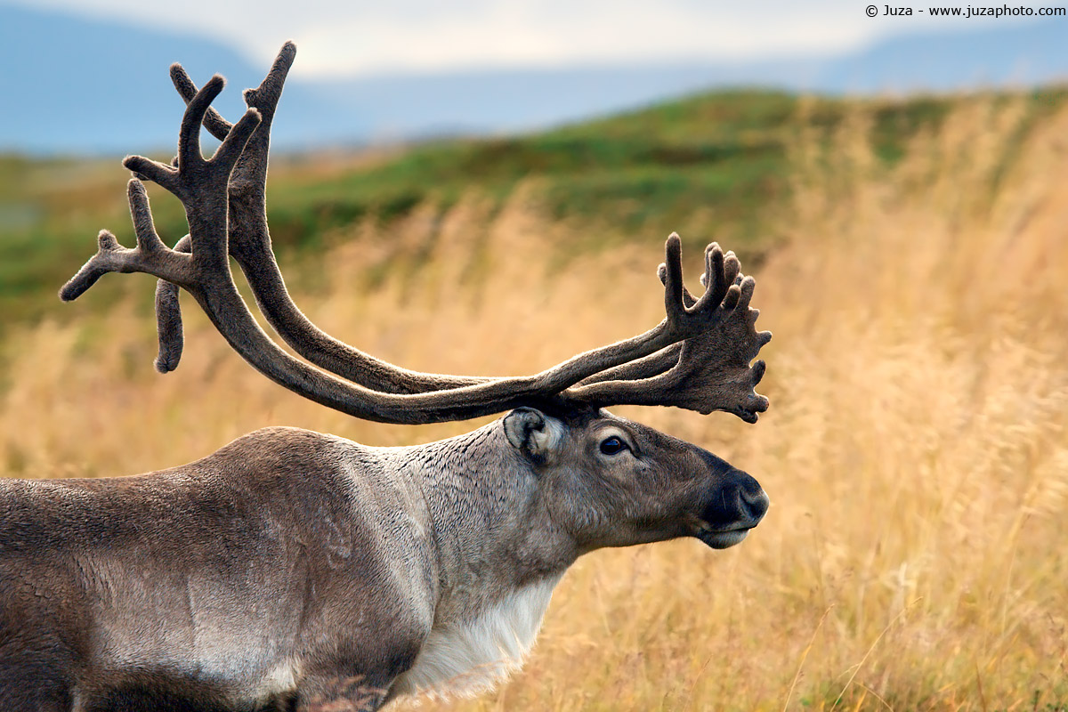 Rangifer tarandus (Renna), 006182