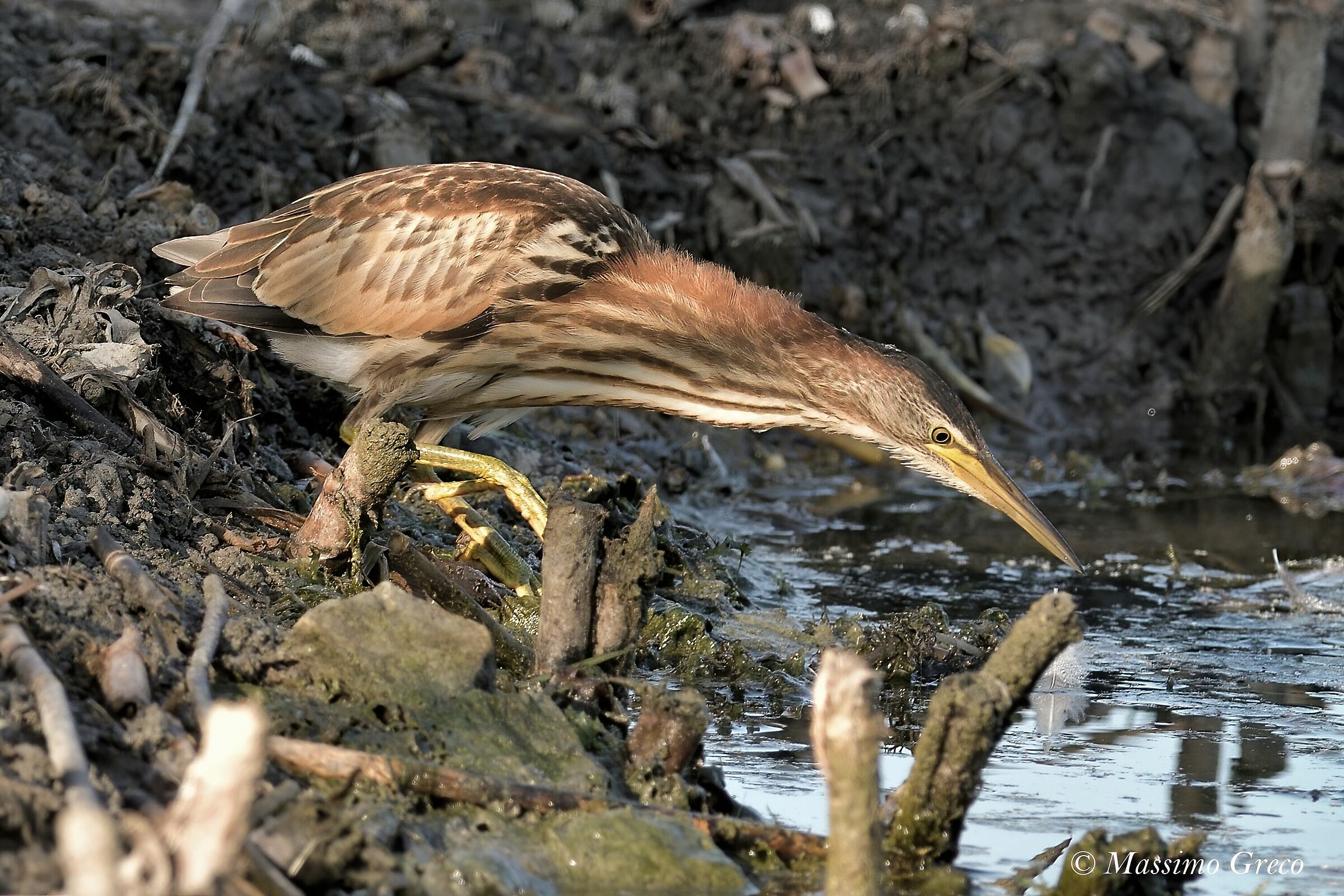Tarabusino (Ixobrychus minutus)