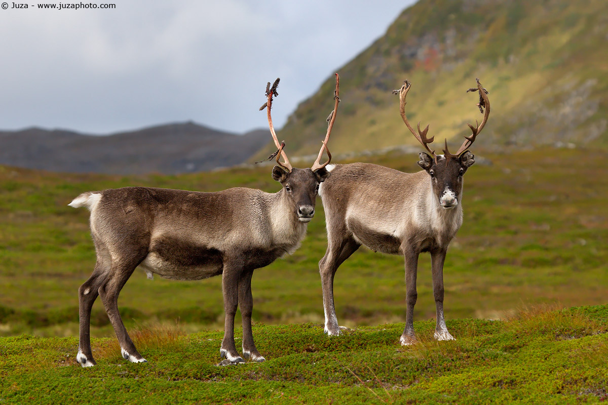Rangifer tarandus (Reindeer), 006206