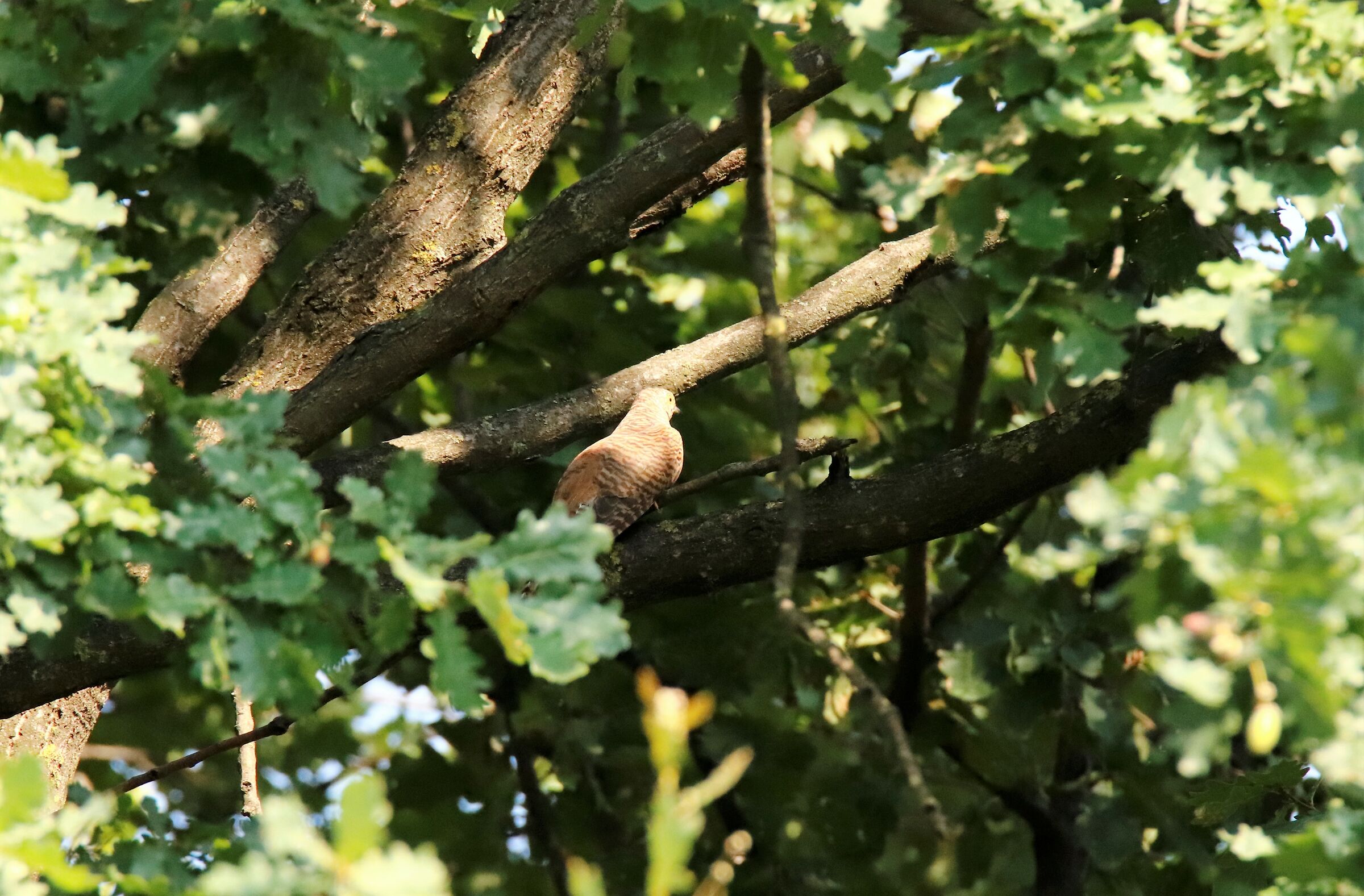 If I'm not mistaken it's a "far" cuckoo's relative!