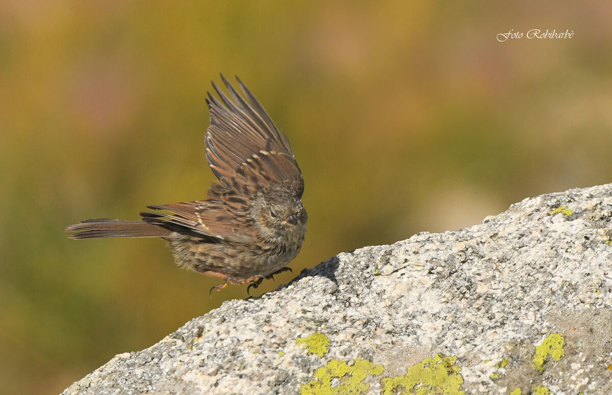 Passera scopaiola...