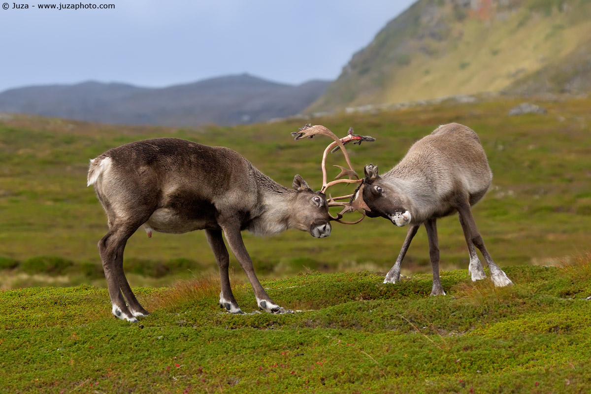 Rangifer tarandus (Reindeer), 006209