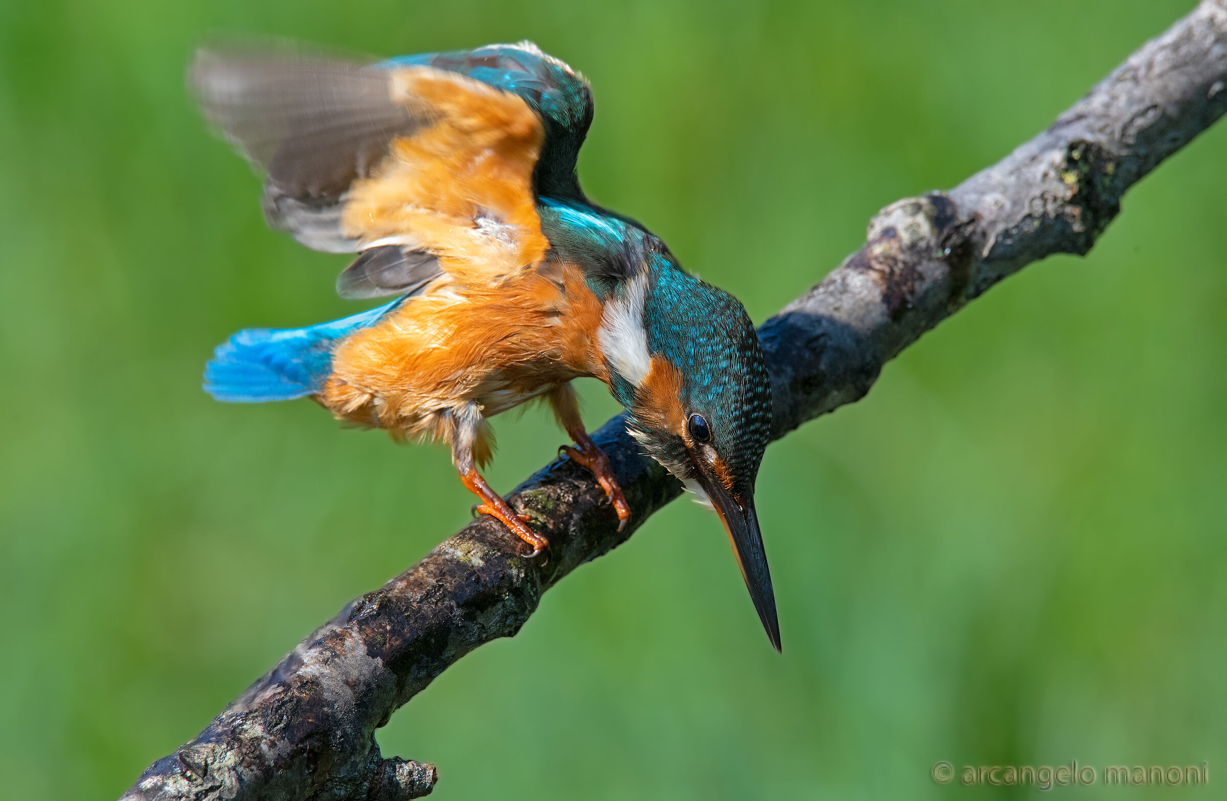 Do I throw myself or don't I jump?