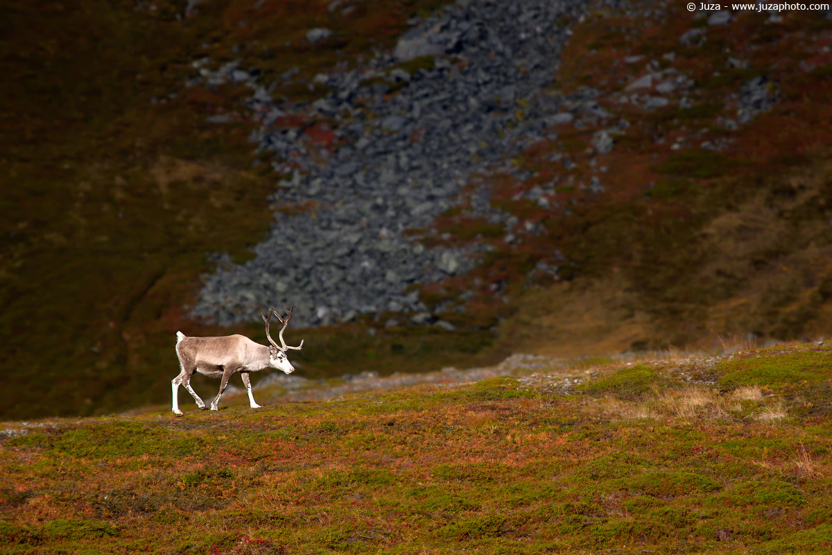 Rangifer tarandus (Renna), 006224