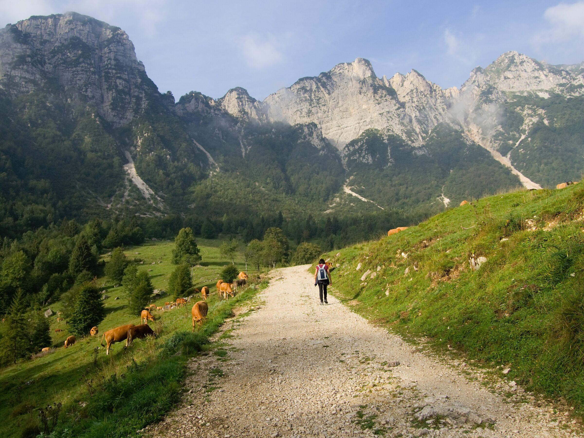 Cammino dei Grandi Alberi I