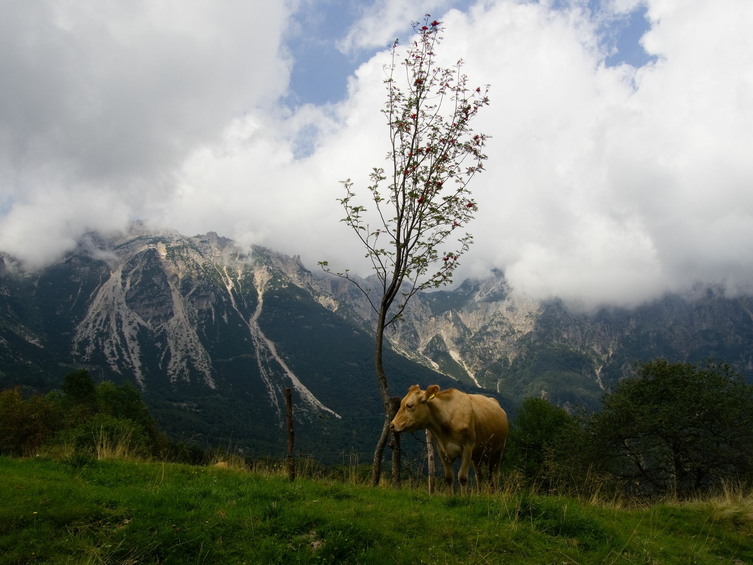 Cammino dei Grandi Alberi II