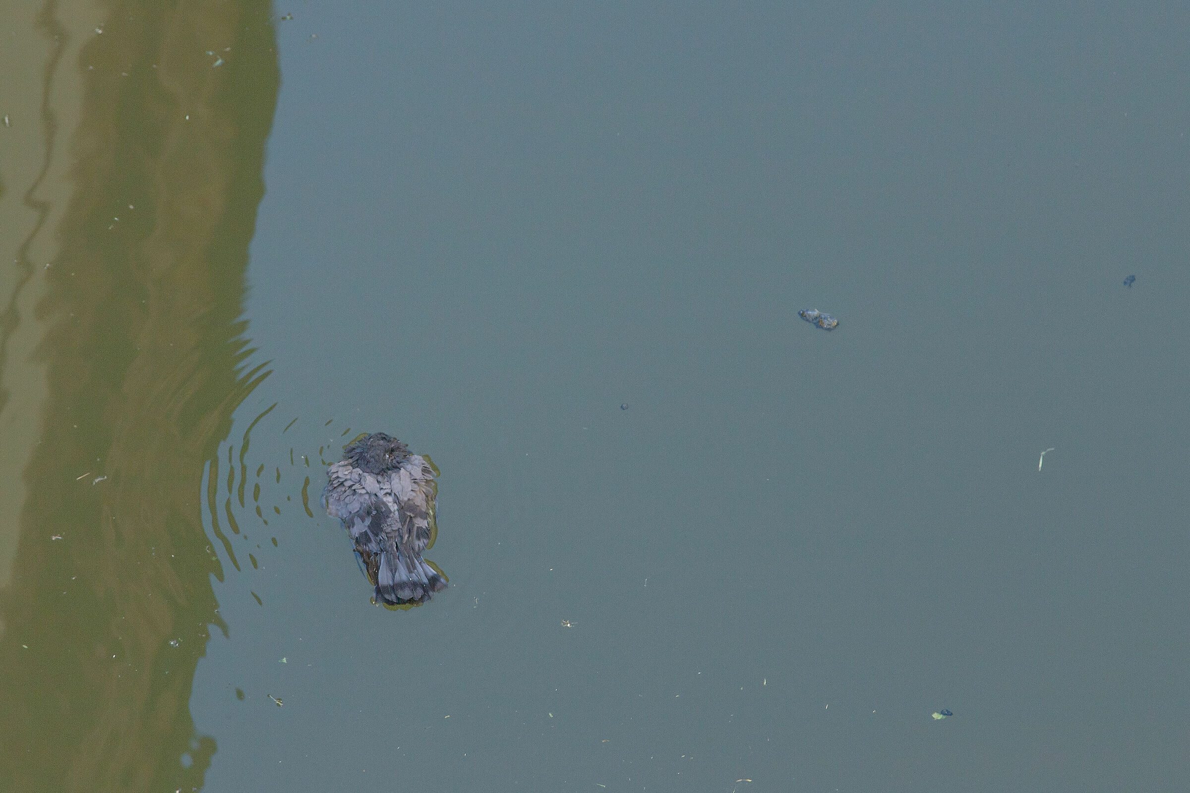 Scomparso tra i flutti