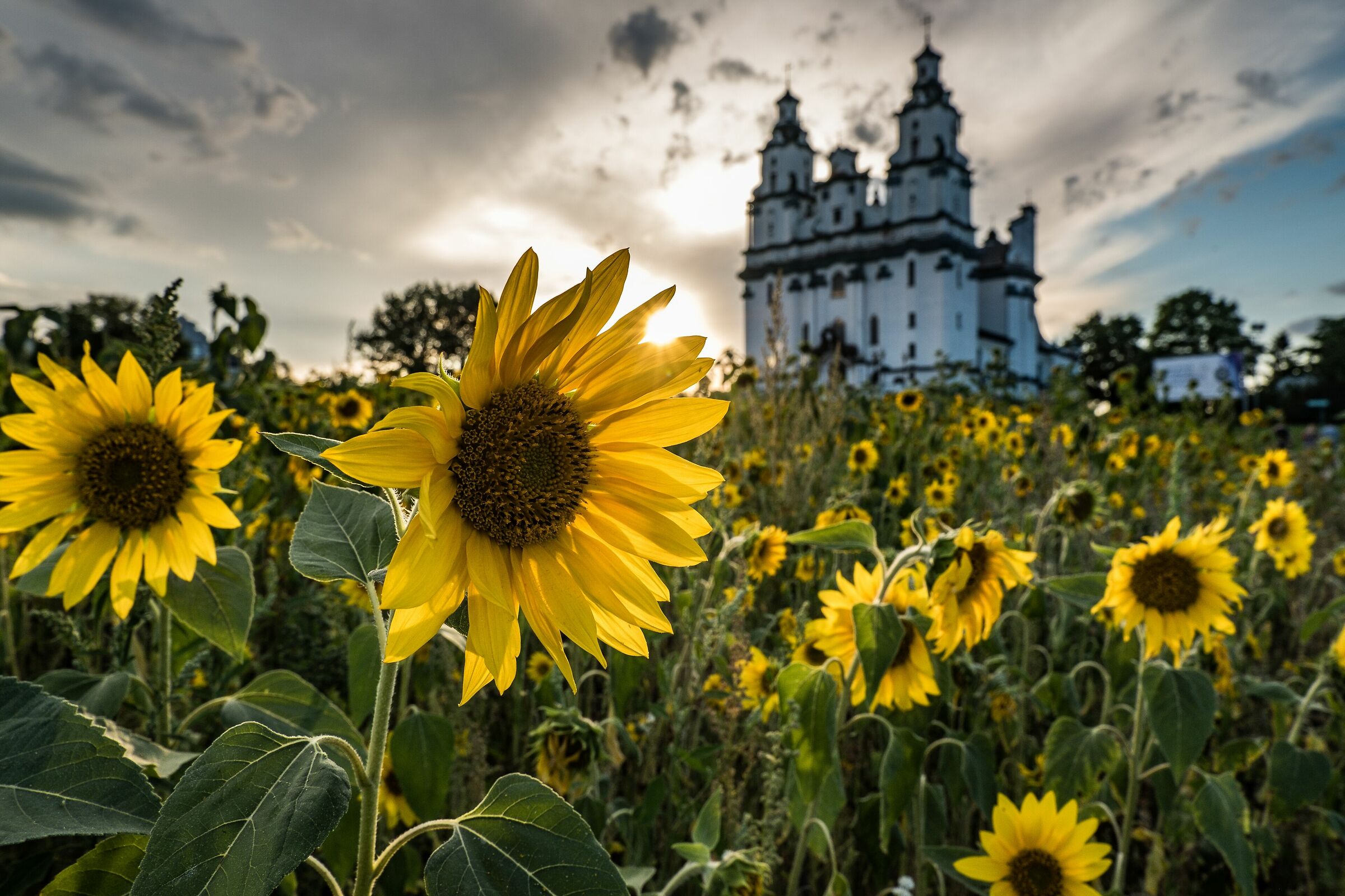 Sunflowers