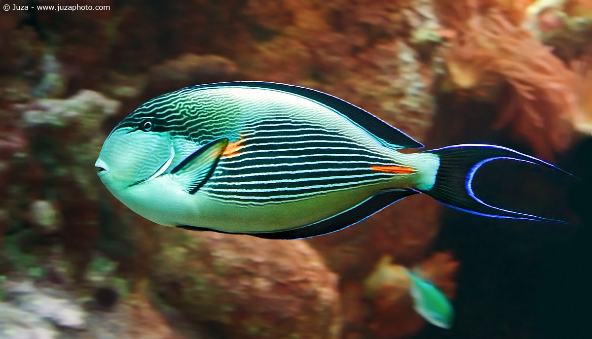 Acanthurus sohal, 001814