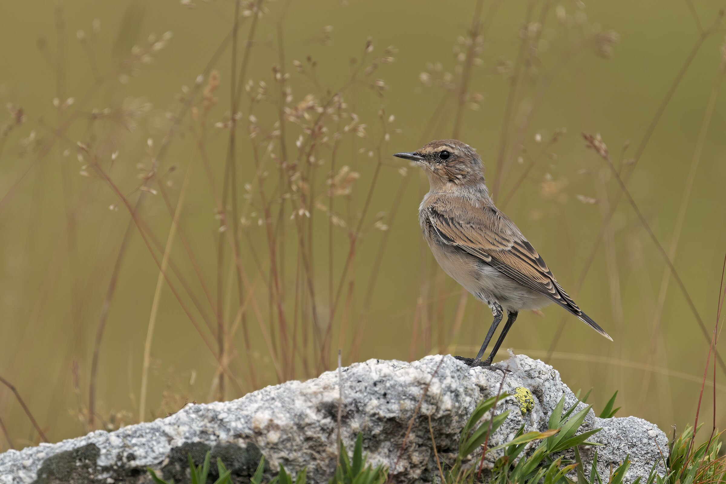 Il giovane Culbianco