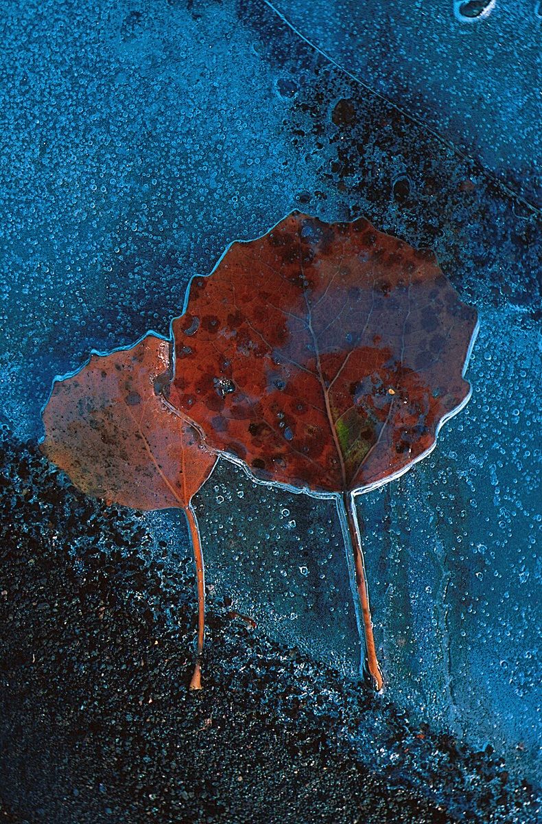 Foglie nel ghiaccio 5