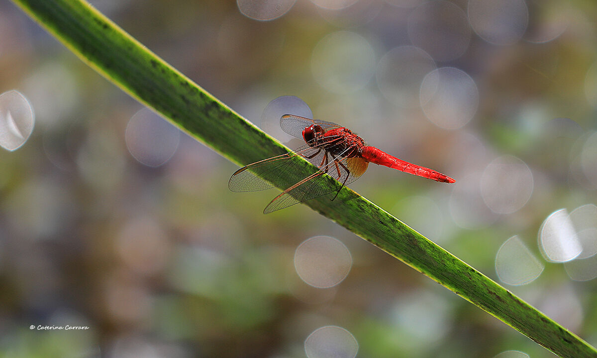 Chasing a dragonfly ... canoeing