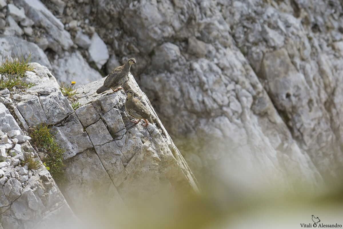 Giovani coturnici delle Alpi