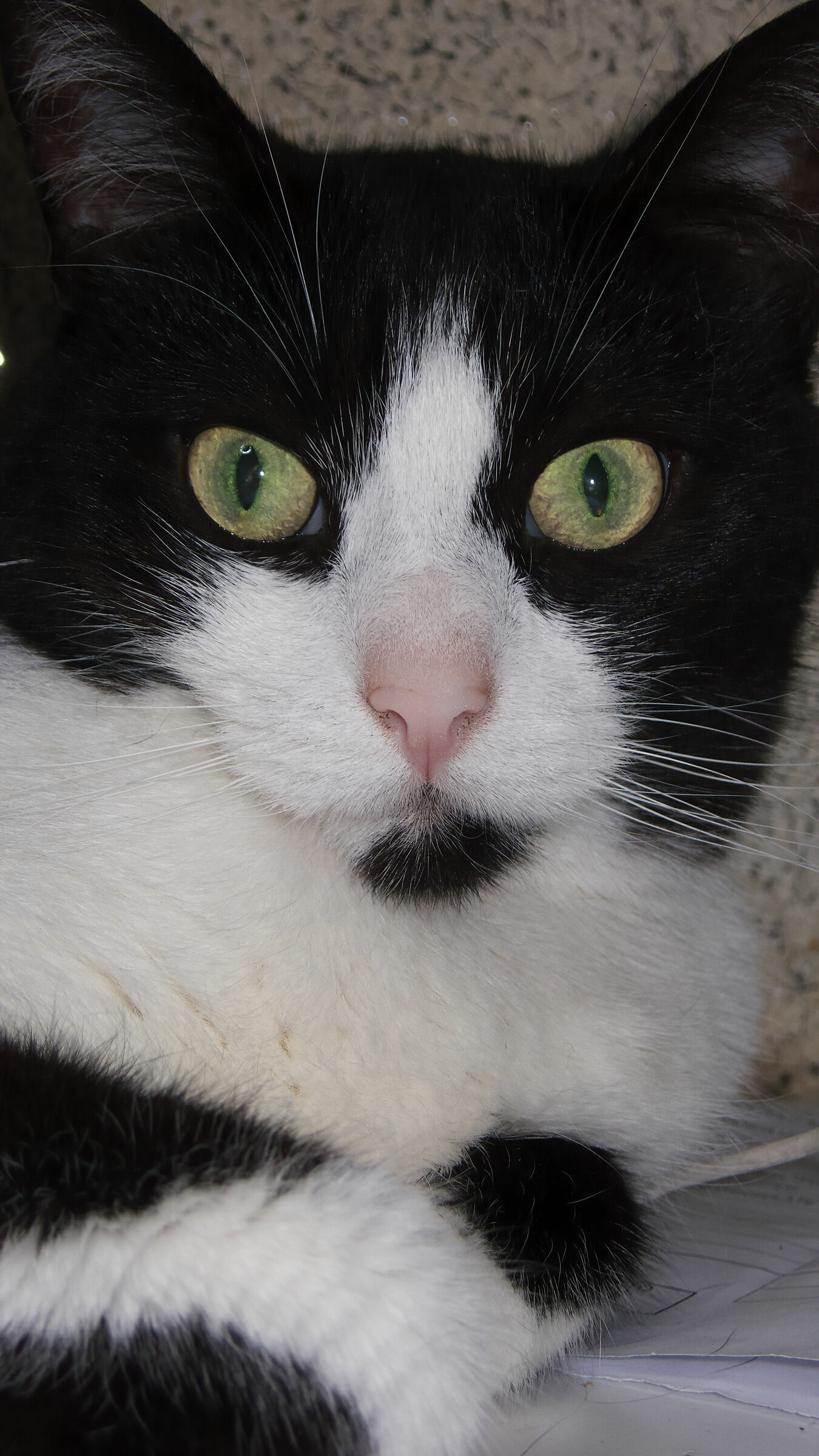 My beloved Cat!