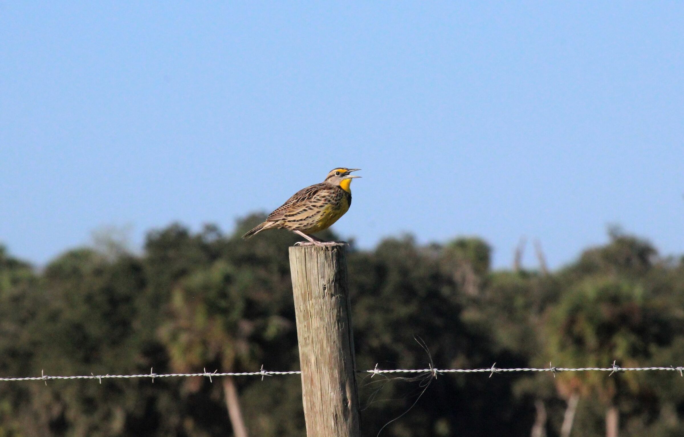 Sturnella magna ambientata