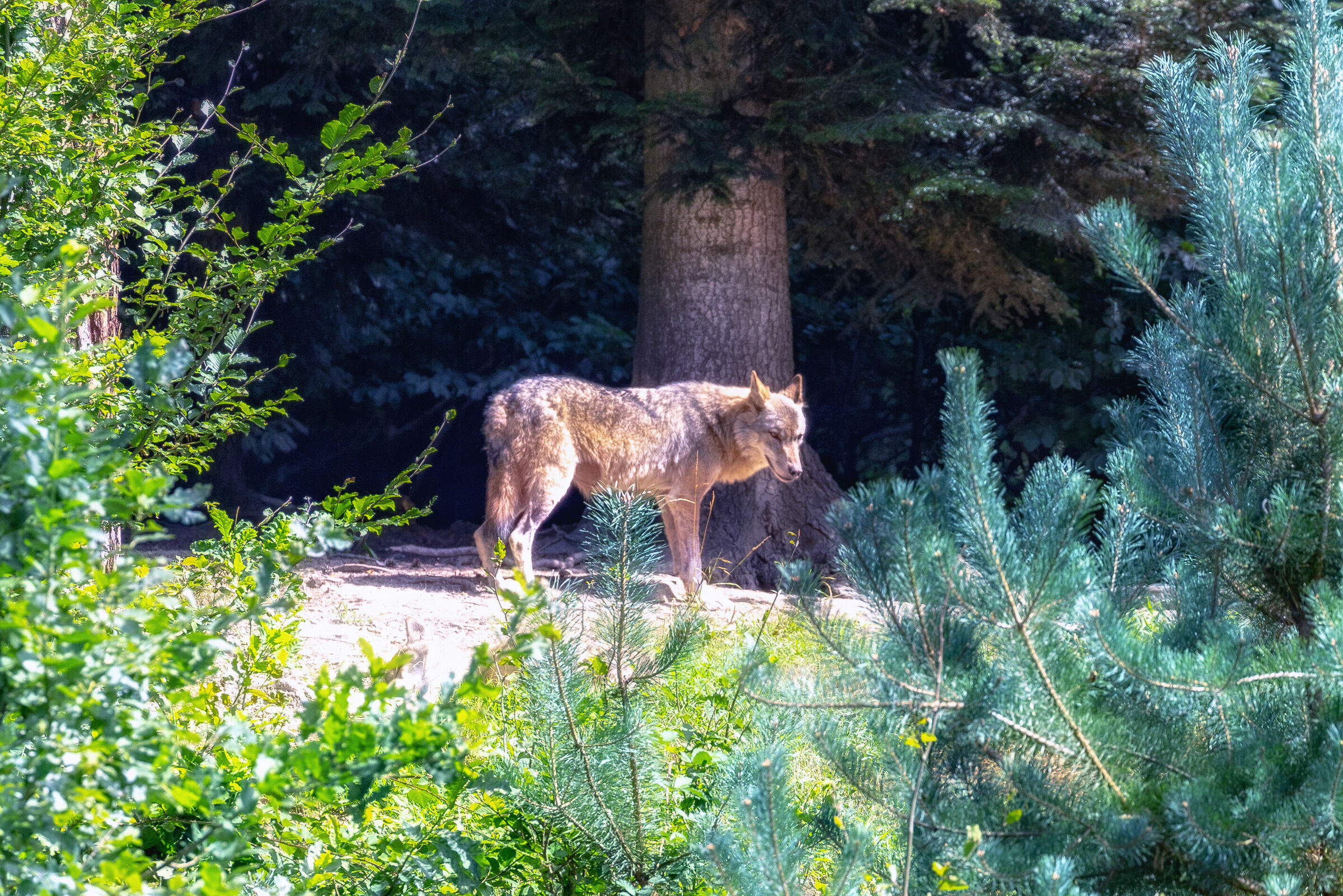 Wolf in the woods